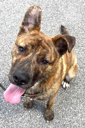 Enlarge Curry (dog), a Adoptable mixed breed in Carrollton, GA image 2/3