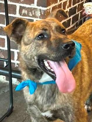 Enlarge Curry (dog), a Adoptable mixed breed in Carrollton, GA image 3/3