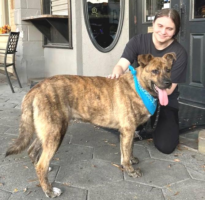 Curry (dog), a Adopted Shepherd in Carrollton, GA image 6/6