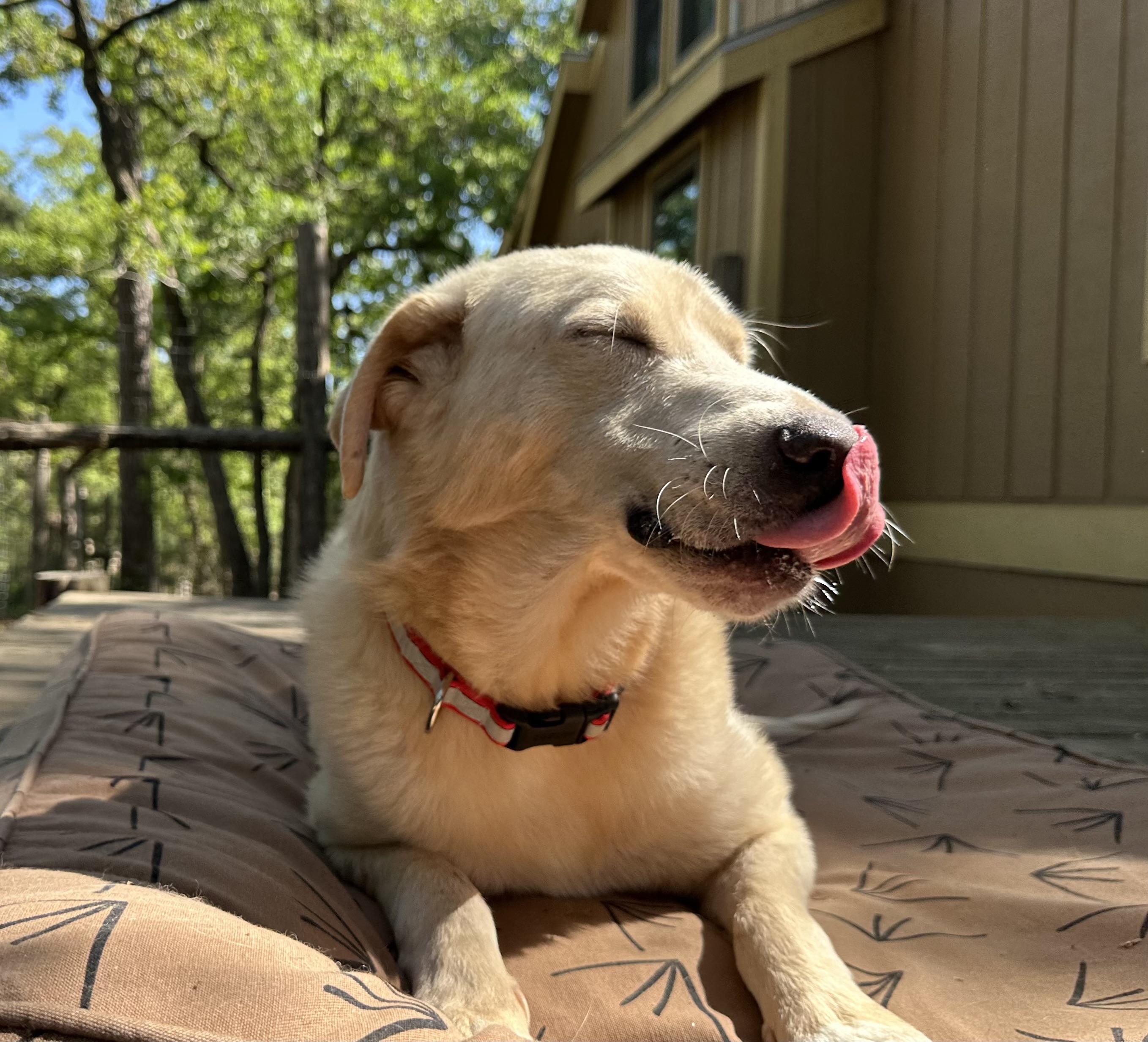 Brodie, an adopted mixed breed in Seattle, WA image 5/6
