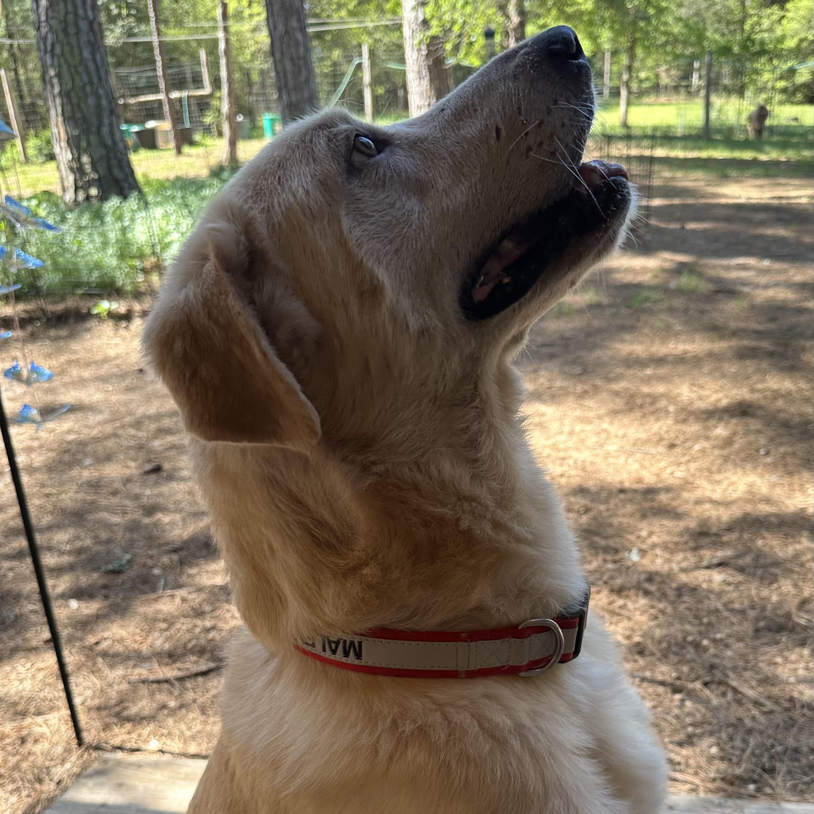 Brodie, an adopted mixed breed in Seattle, WA image 6/6