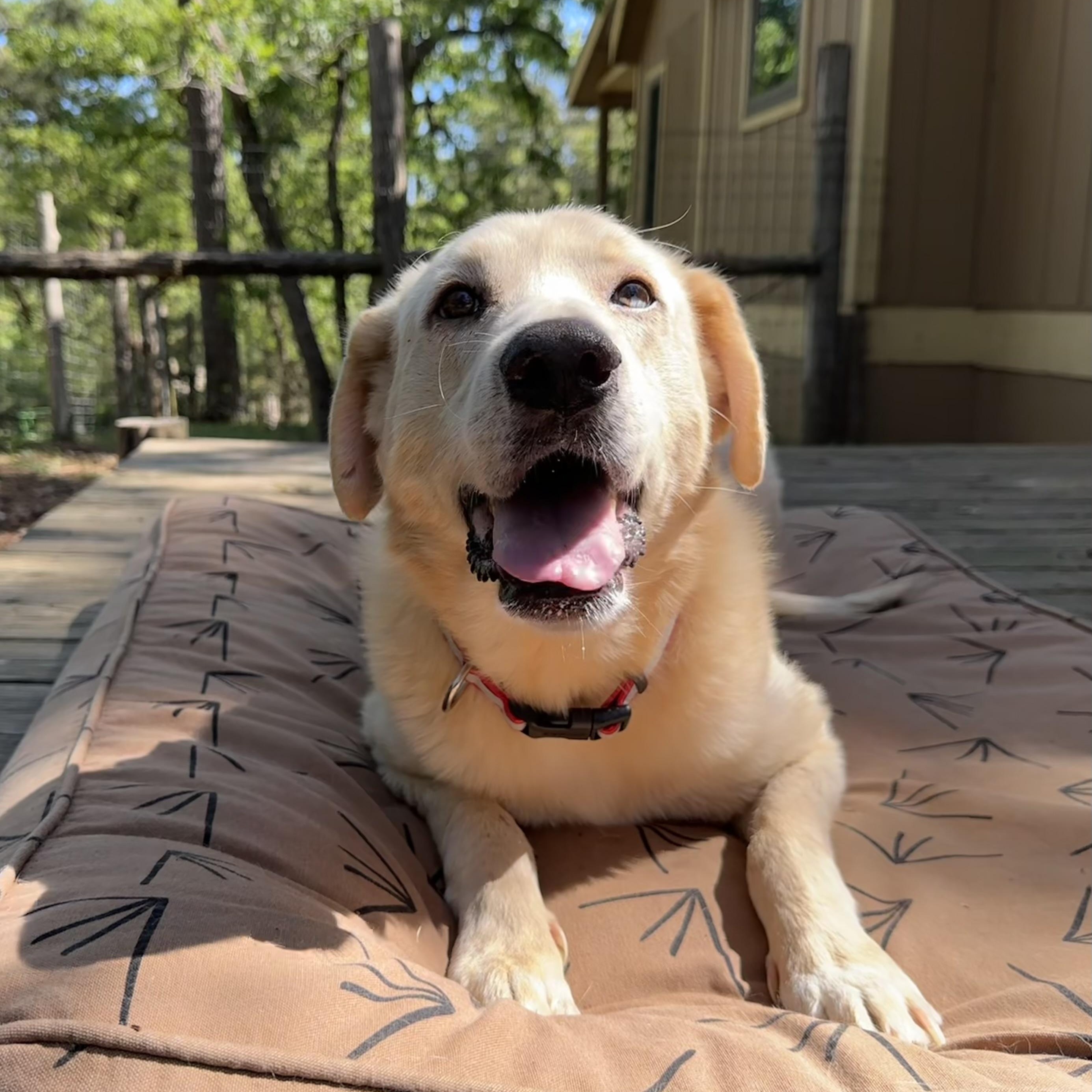 Brodie, an adopted mixed breed in Seattle, WA image 2/6