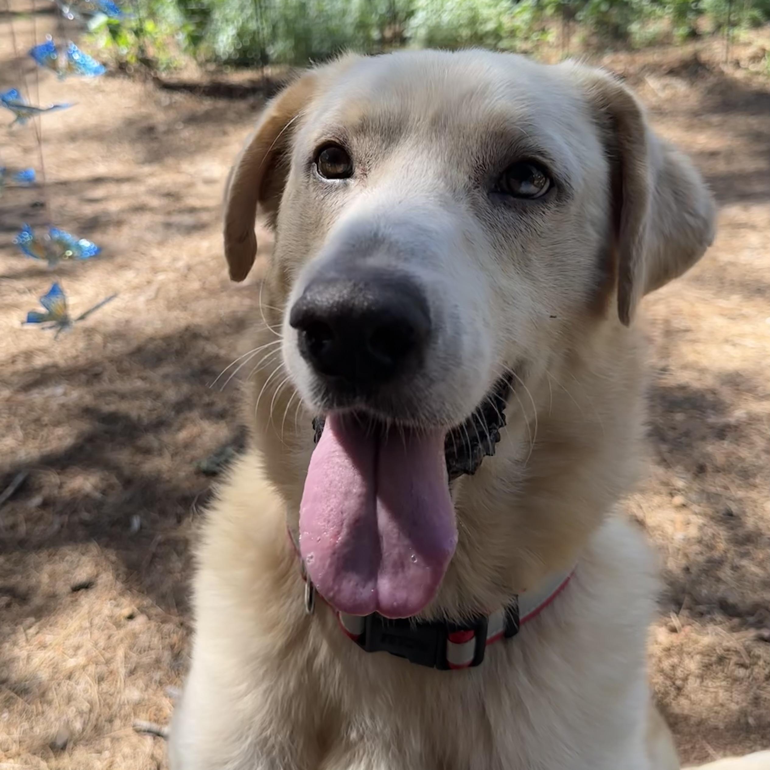 Brodie, an adopted mixed breed in Seattle, WA image 1/6