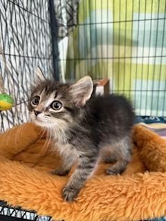 Stormy, adopted, Kitten Female Domestic Medium Hair.