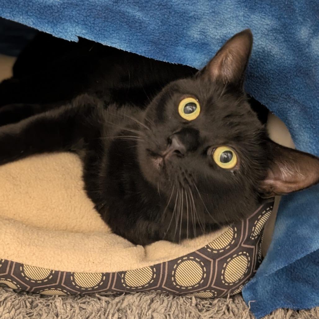 Indie, Adoptable, Adult Female Domestic Short Hair.