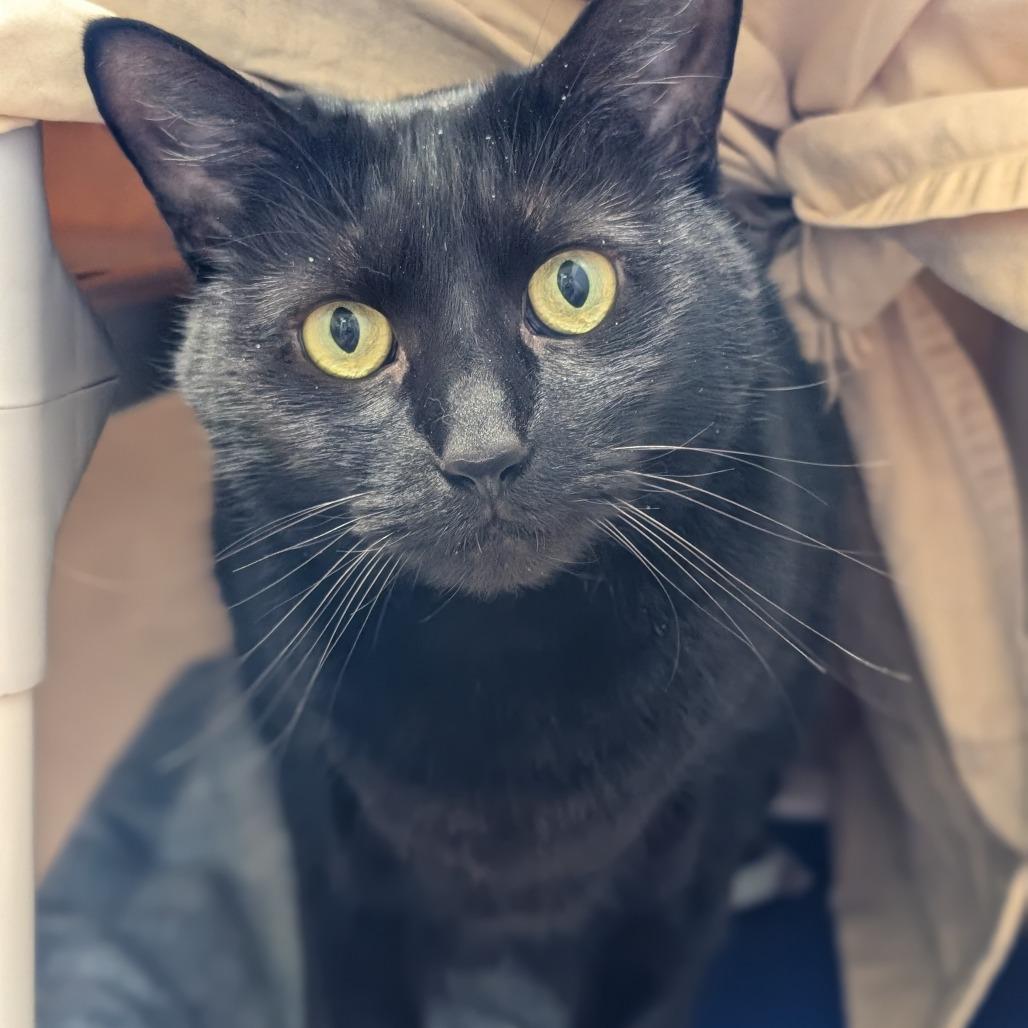 Enlarge Indie, a Adoptable mixed breed in Sonoma, CA image 2/6