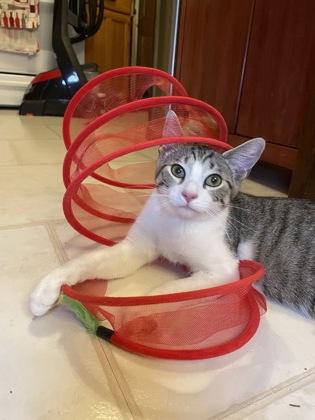 Freddy Krueger, Adoptable, Kitten Male Domestic Medium Hair & Domestic Short Hair.