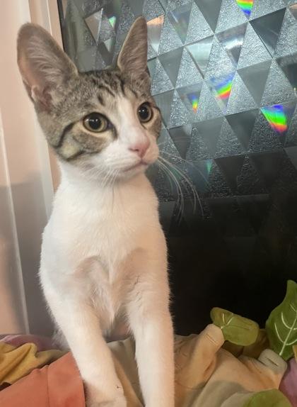 Enlarge Freddy Krueger, a Adoptable mixed breed in Burlington, WI image 2/3