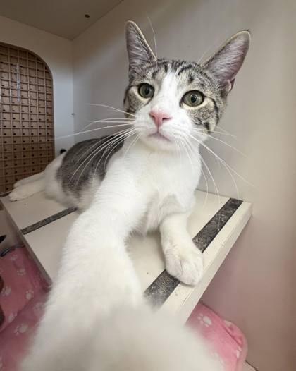 Enlarge Freddy Krueger, a Adoptable mixed breed in Burlington, WI image 3/3