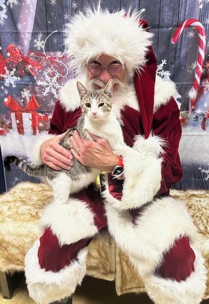 Enlarge Freddy Krueger, a Adoptable mixed breed in Burlington, WI image 2/3