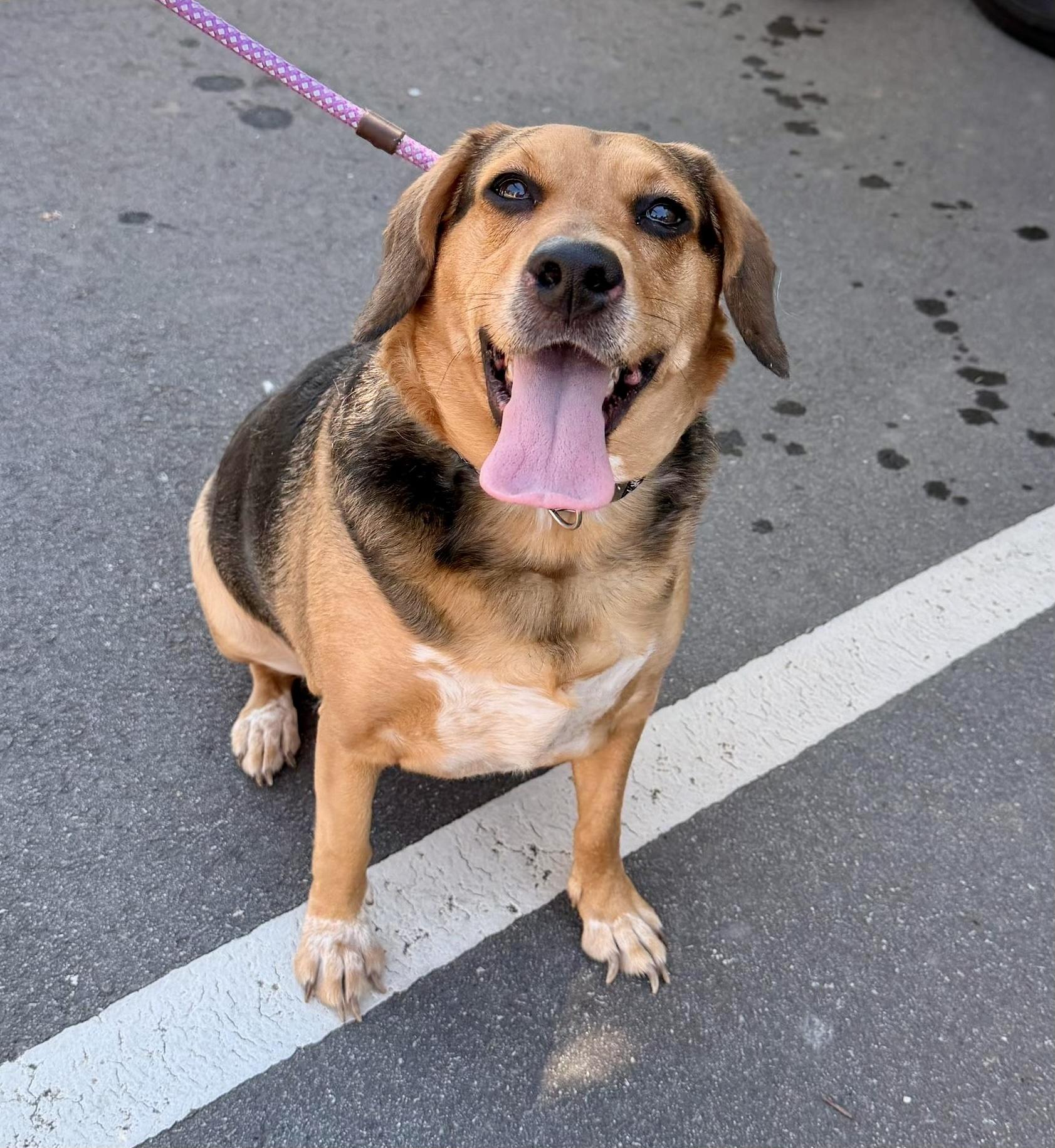 Enlarge Libby, a ADOPTABLE mixed breed in Bethel, CT image 2/6