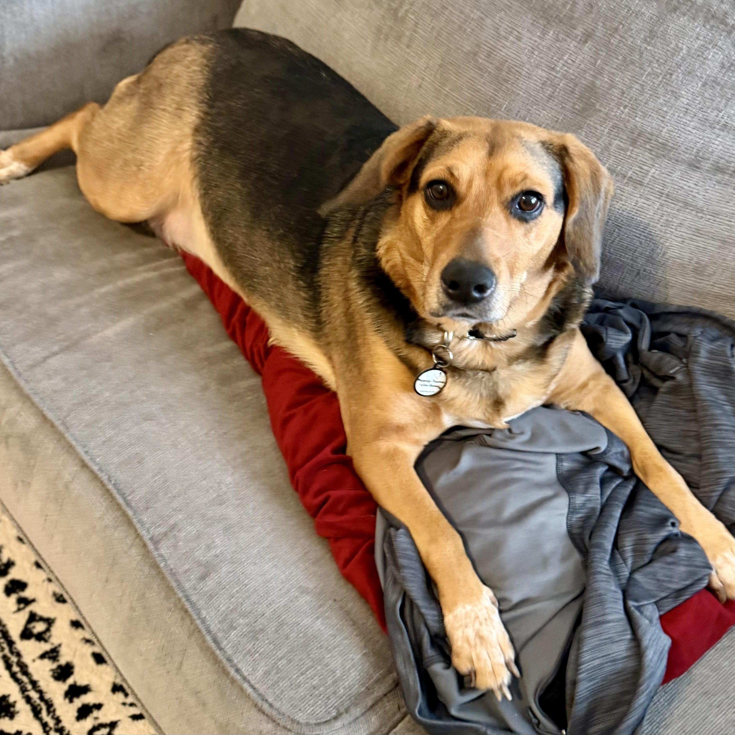 Enlarge Libby, a ADOPTABLE mixed breed in Bethel, CT image 1/6