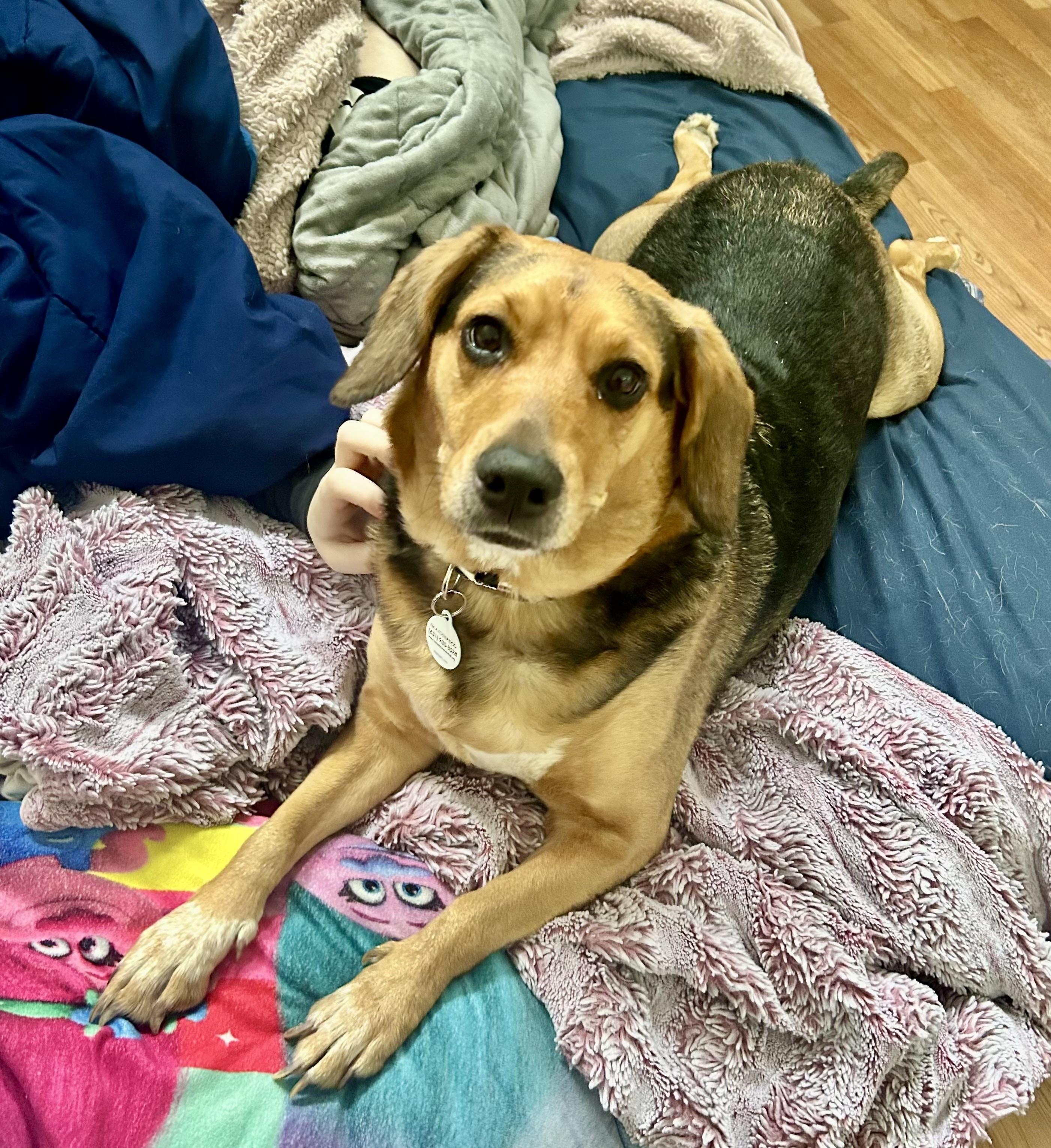 Enlarge Libby, a ADOPTABLE mixed breed in Bethel, CT image 5/6
