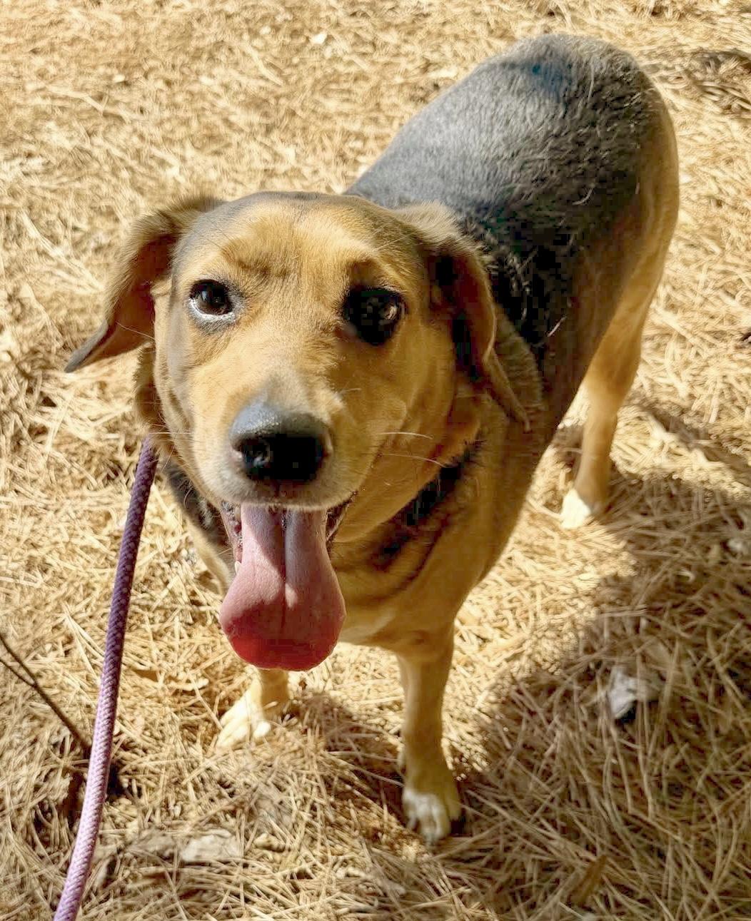 Enlarge Libby, a ADOPTABLE mixed breed in Bethel, CT image 3/6