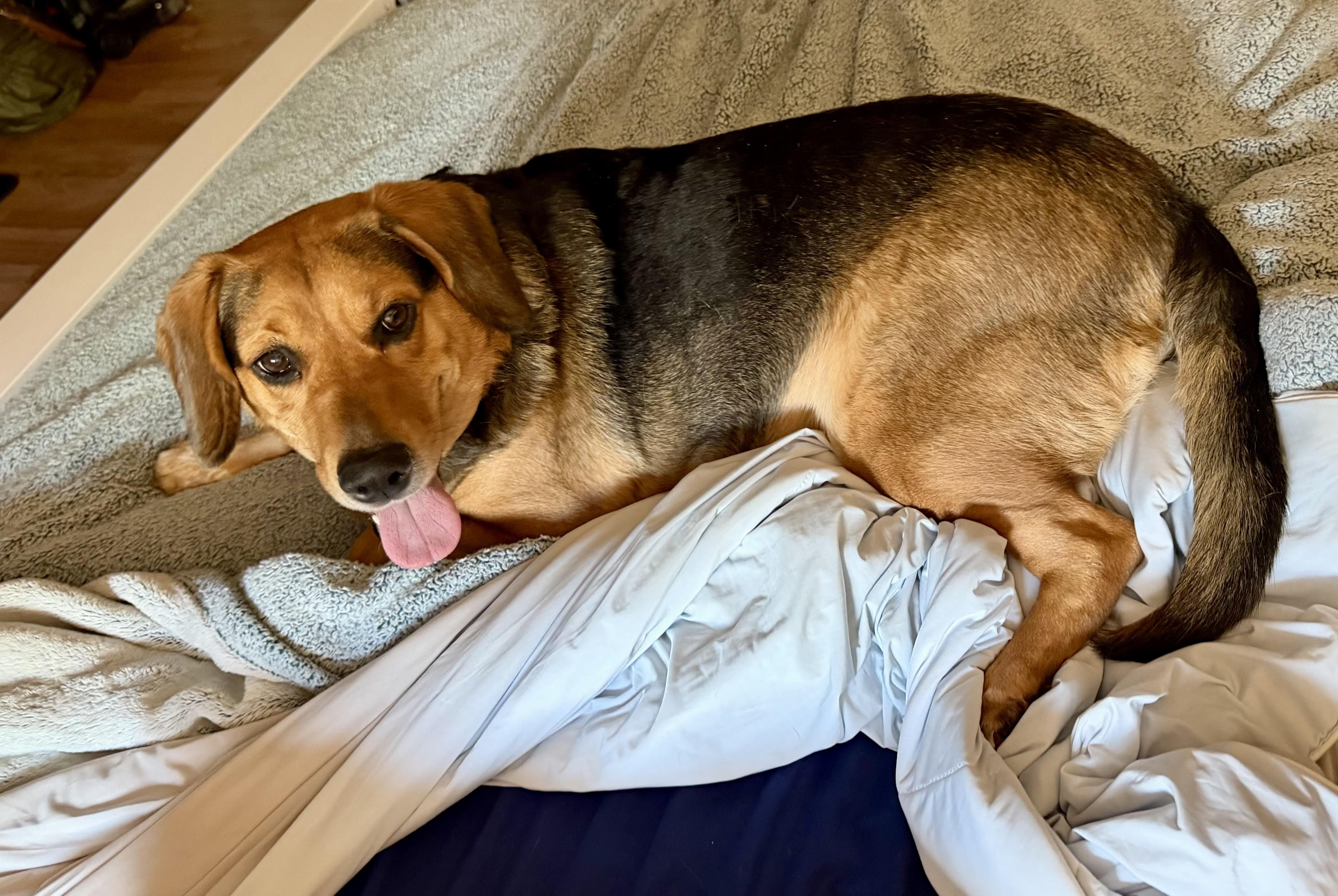 Enlarge Libby, a ADOPTABLE mixed breed in Bethel, CT image 4/6