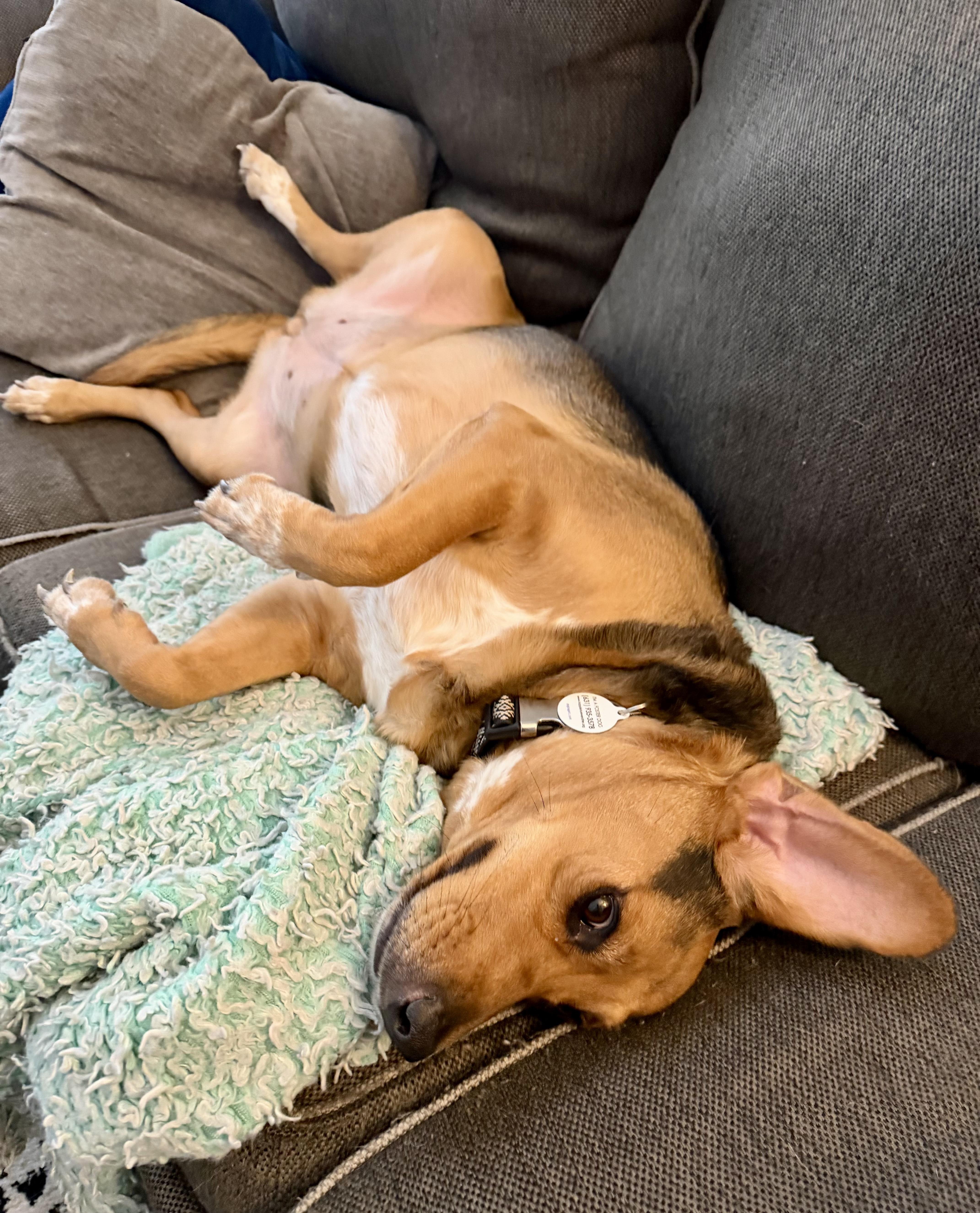Enlarge Libby, a ADOPTABLE mixed breed in Bethel, CT image 6/6