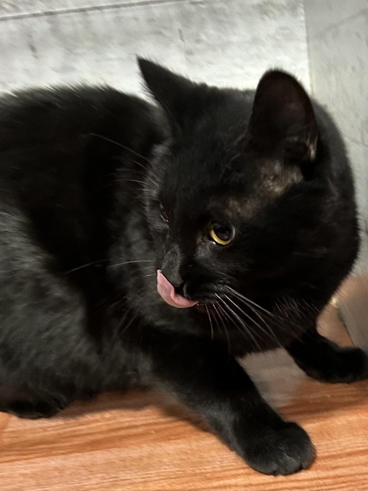 Batmite, Adoptable, Adult Female Domestic Short Hair.