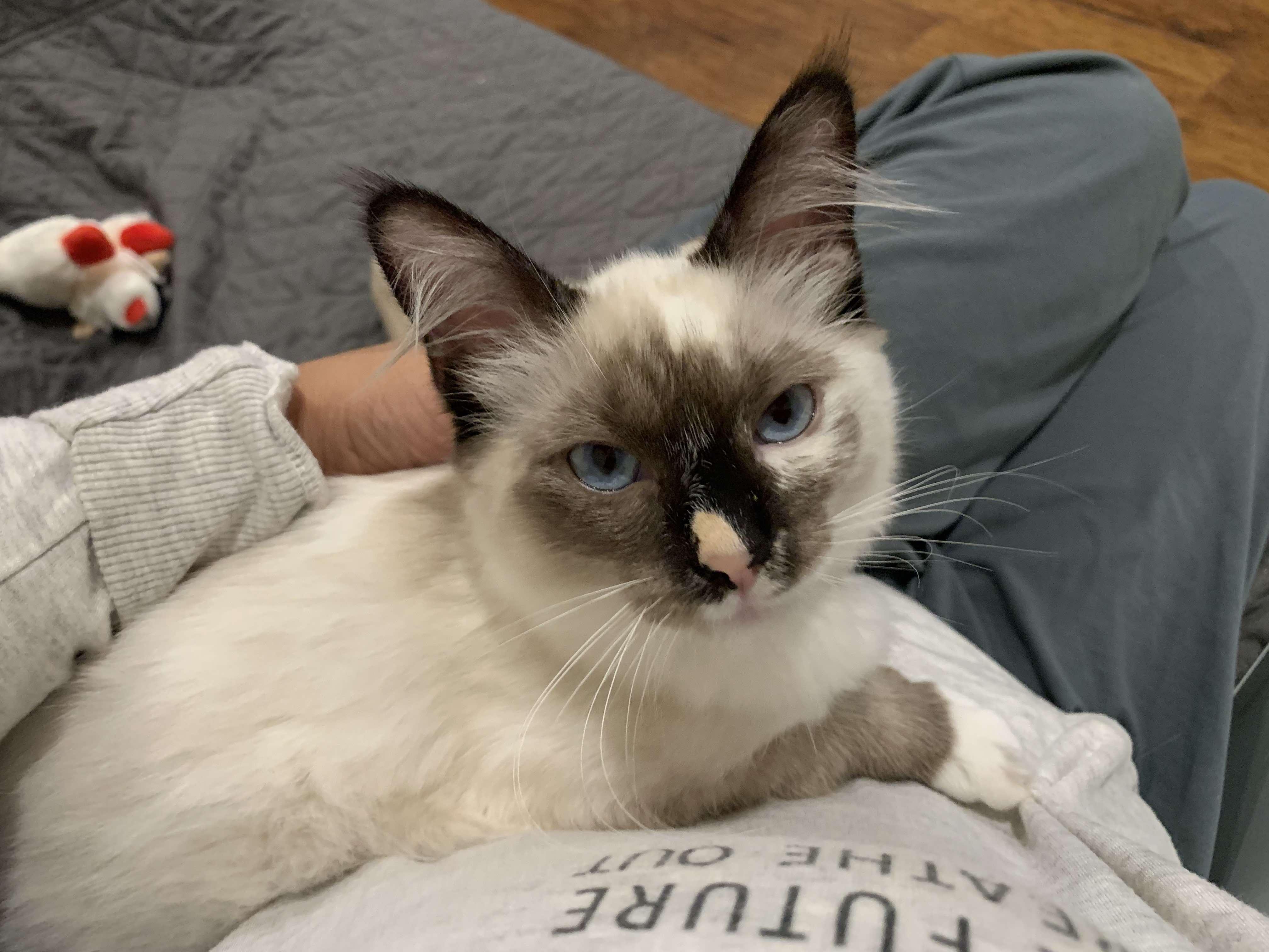 Enlarge Kes, an adopted mixed breed in Santa Clara, CA image 2/6