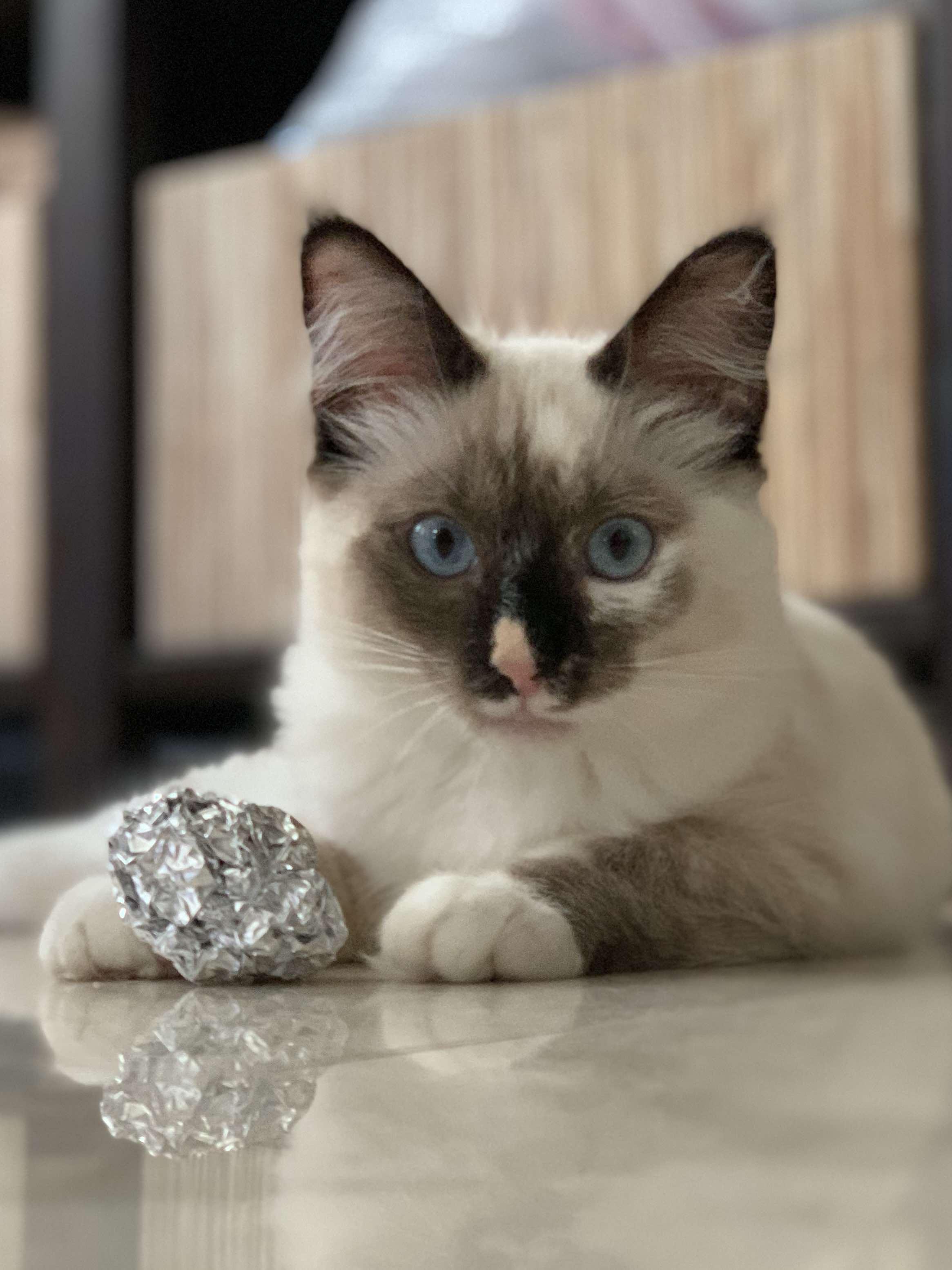 Kes, Adoptable, Young Female Domestic Medium Hair & Siamese.