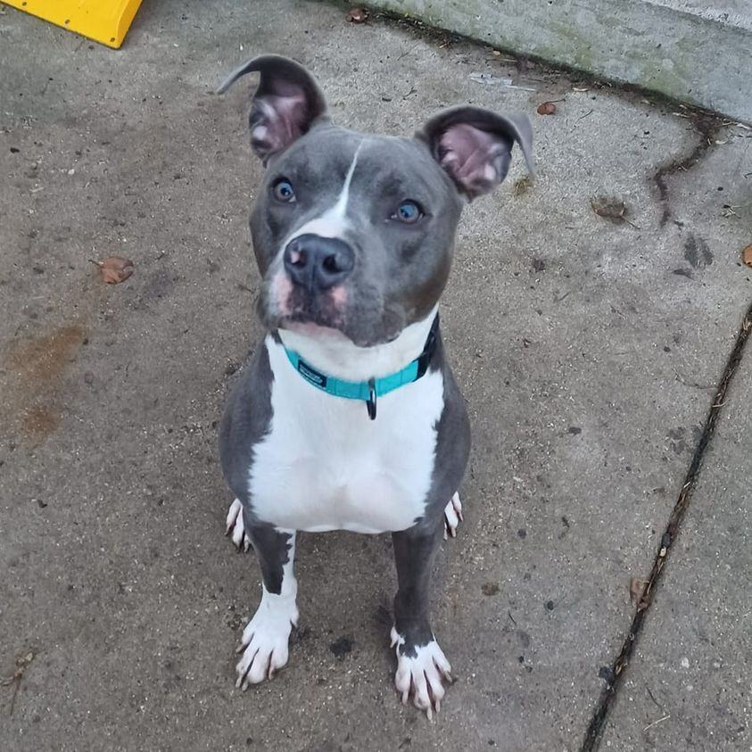 Luke, a Adoptable Pit Bull Terrier in Peotone, IL image 1/6