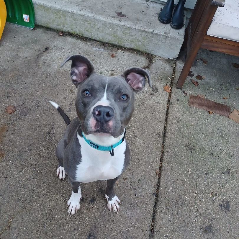 Luke, a Adoptable Pit Bull Terrier in Peotone, IL image 2/6