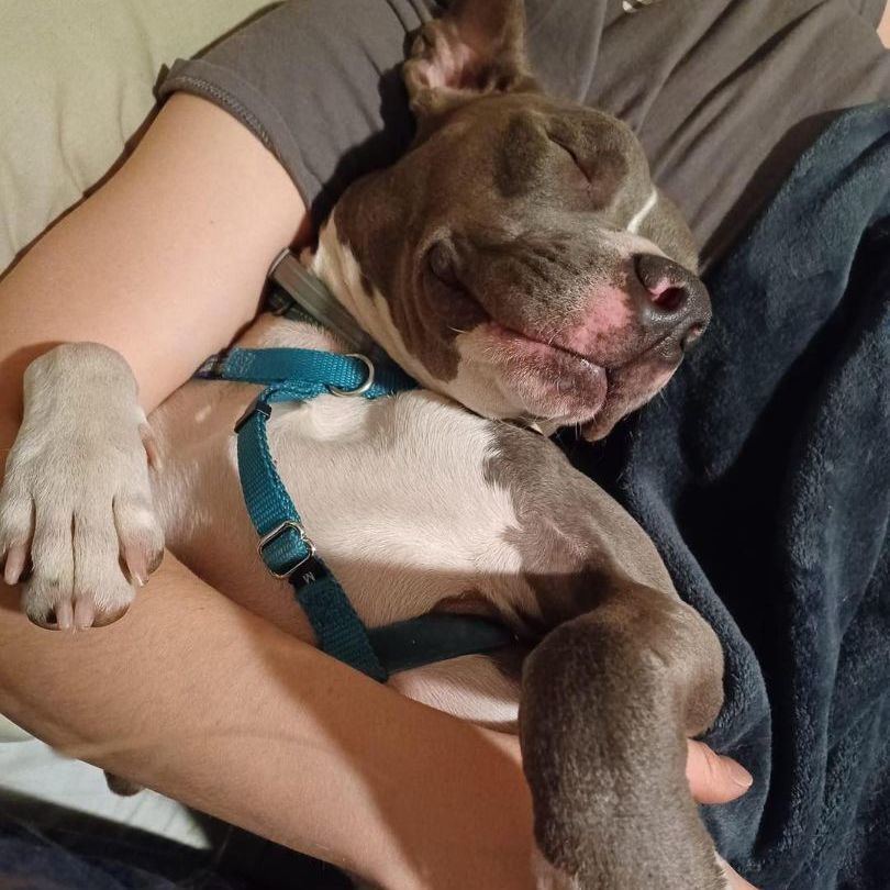 Luke, a Adoptable Pit Bull Terrier in Peotone, IL image 3/6