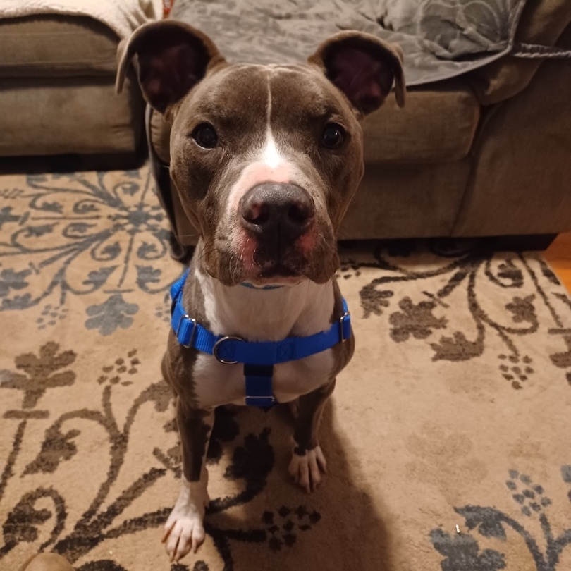 Enlarge Luke, a Adoptable Pit Bull Terrier in Peotone, IL image 4/6