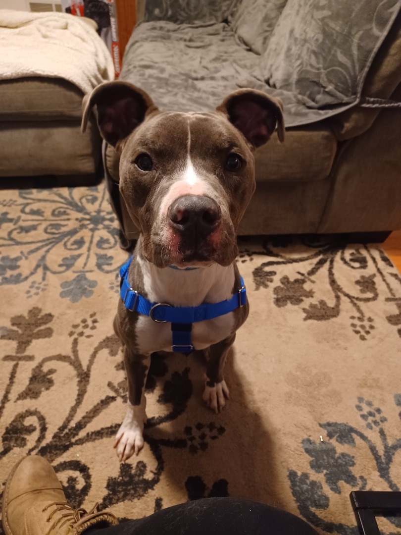 Luke, a Adoptable Pit Bull Terrier in Peotone, IL image 4/6