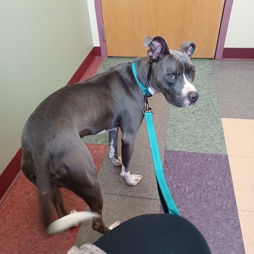 Luke, a Adoptable Pit Bull Terrier in Peotone, IL image 5/6
