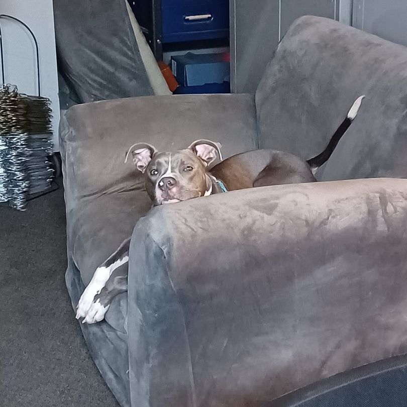 Luke, a Adoptable Pit Bull Terrier in Peotone, IL image 6/6