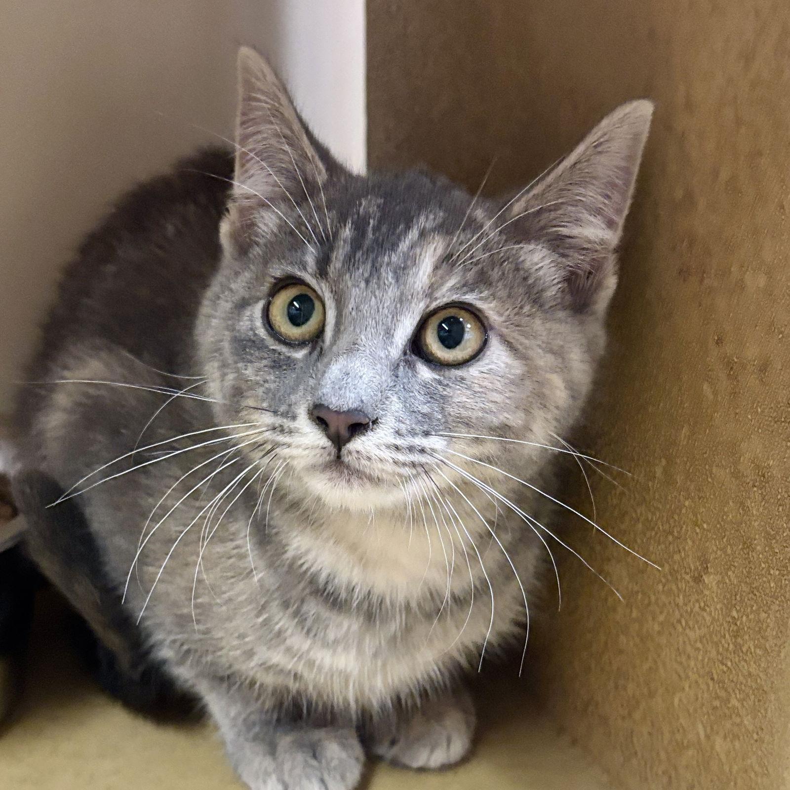 Enlarge Pepper, a Adoptable Domestic Short Hair in Sonora, CA image 1/1