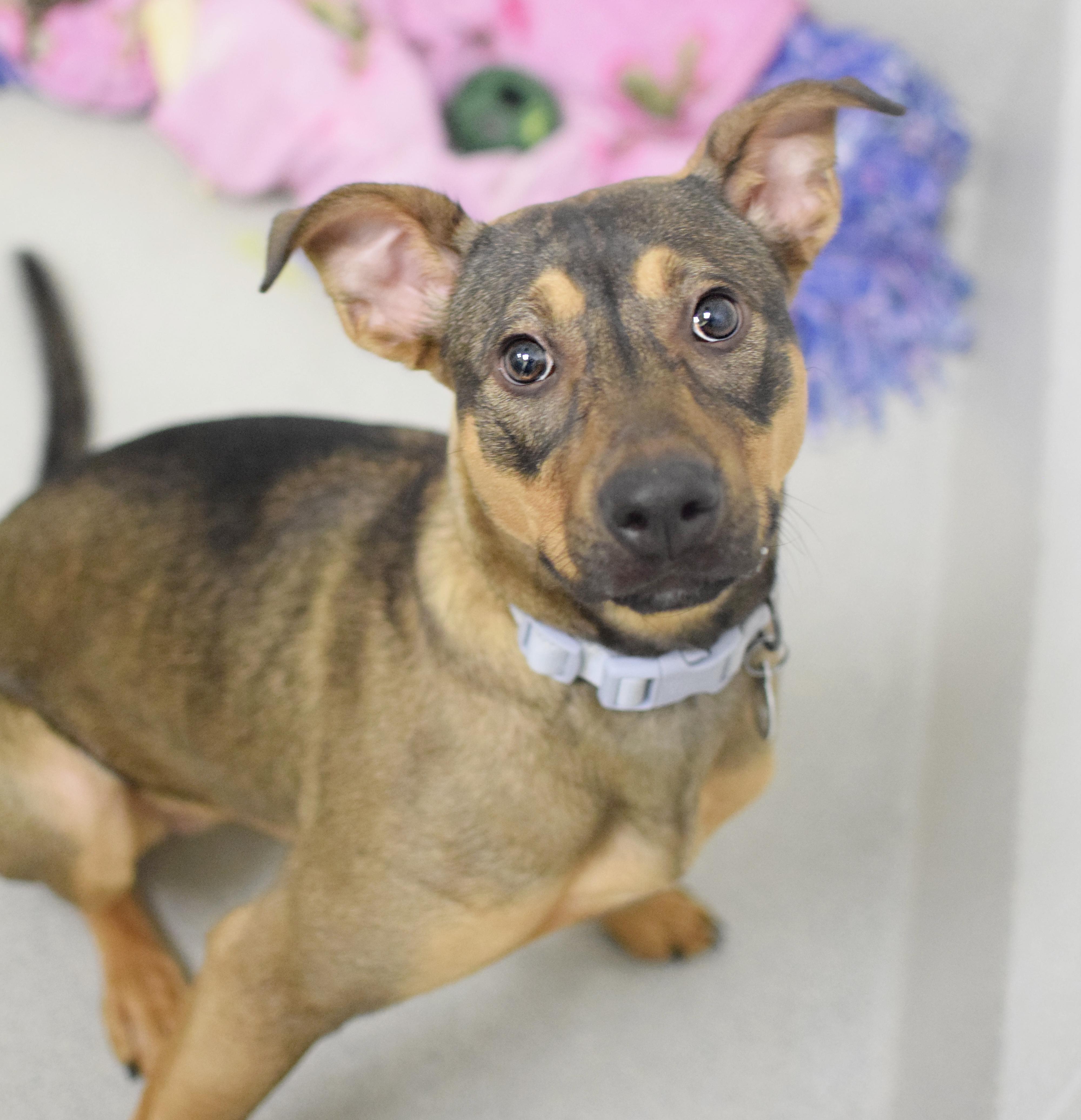 Raven, adopted, Young Female Hound & Shepherd.