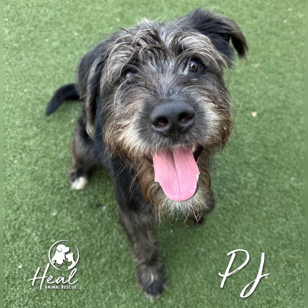 PJ, Adoptable, Young Male German Wirehaired Pointer.
