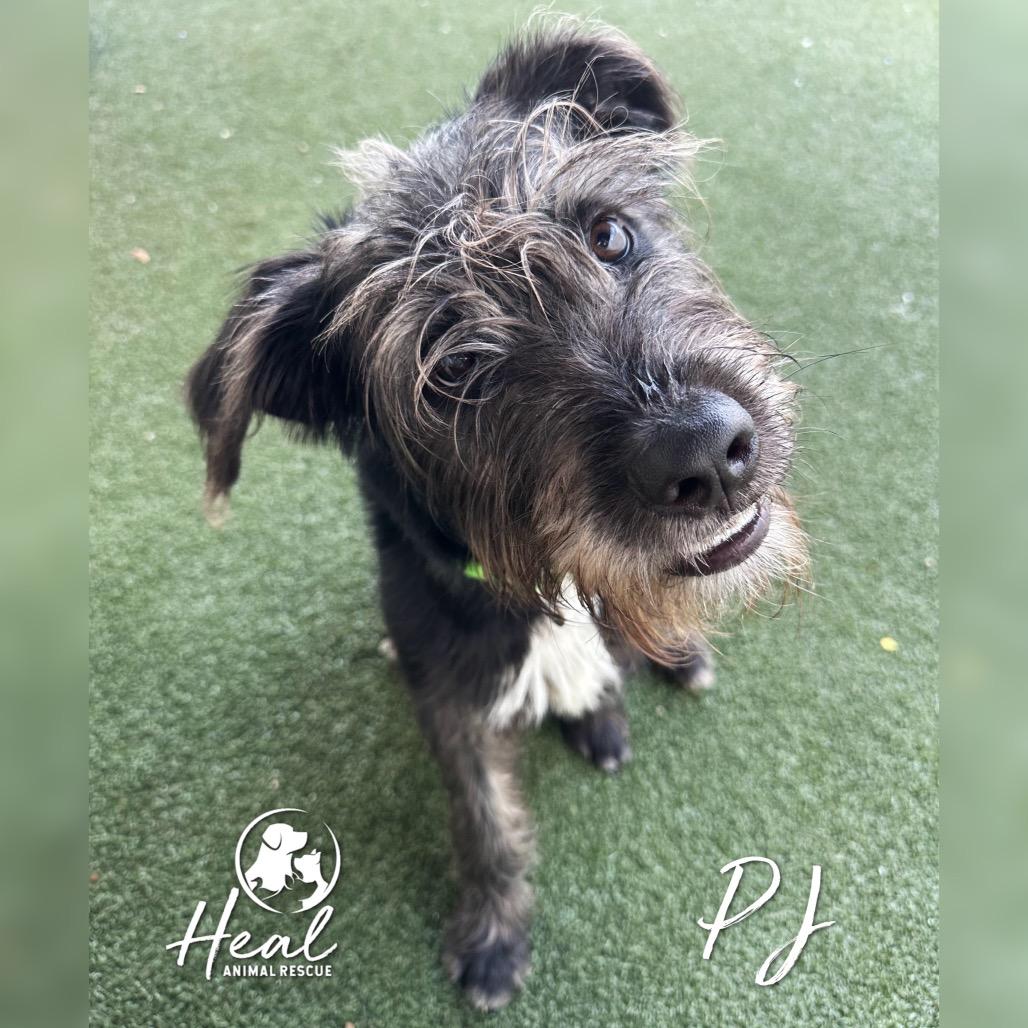 PJ, a Adoptable German Wirehaired Pointer in Youngwood, PA image 2/4