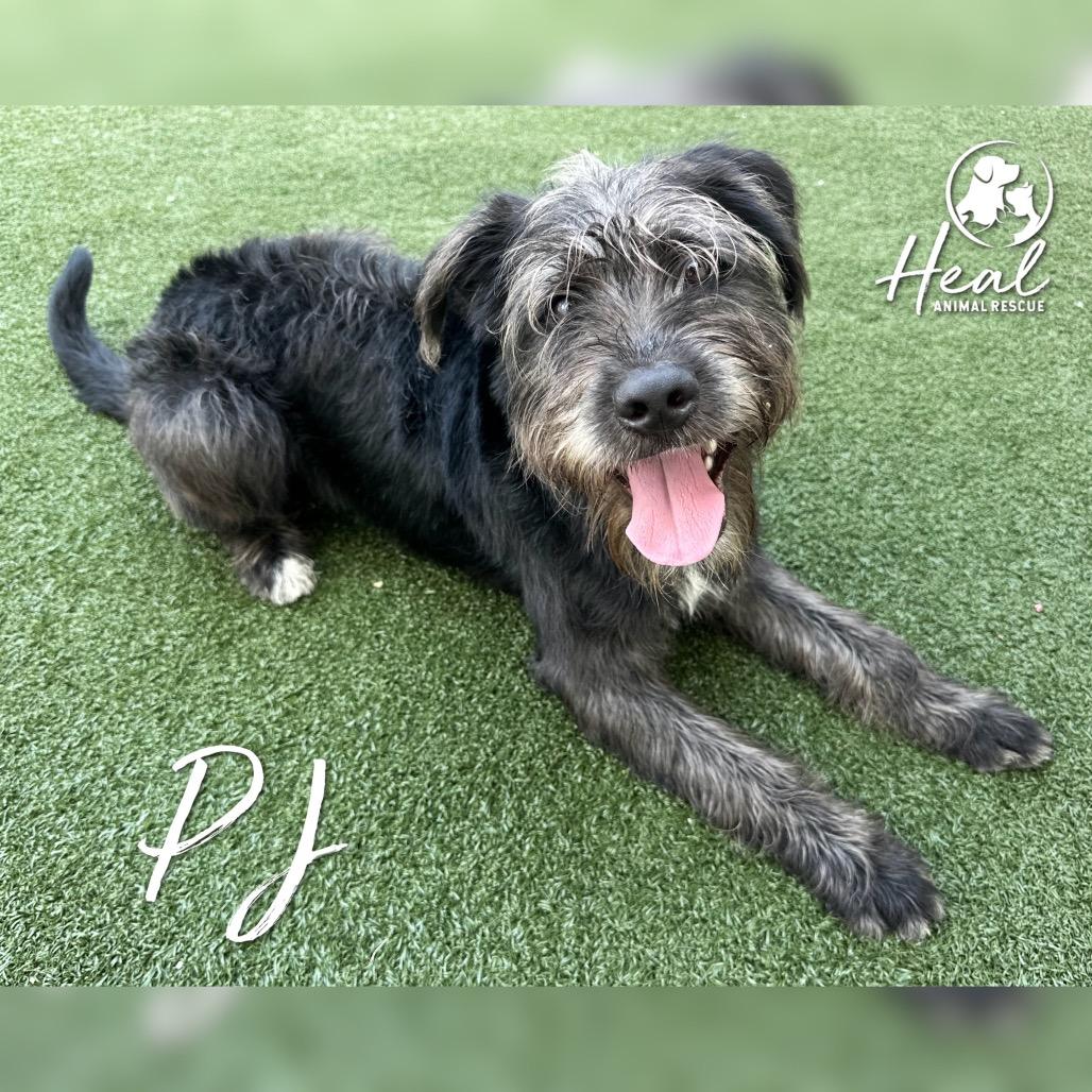 PJ, a Adoptable German Wirehaired Pointer in Youngwood, PA image 3/4