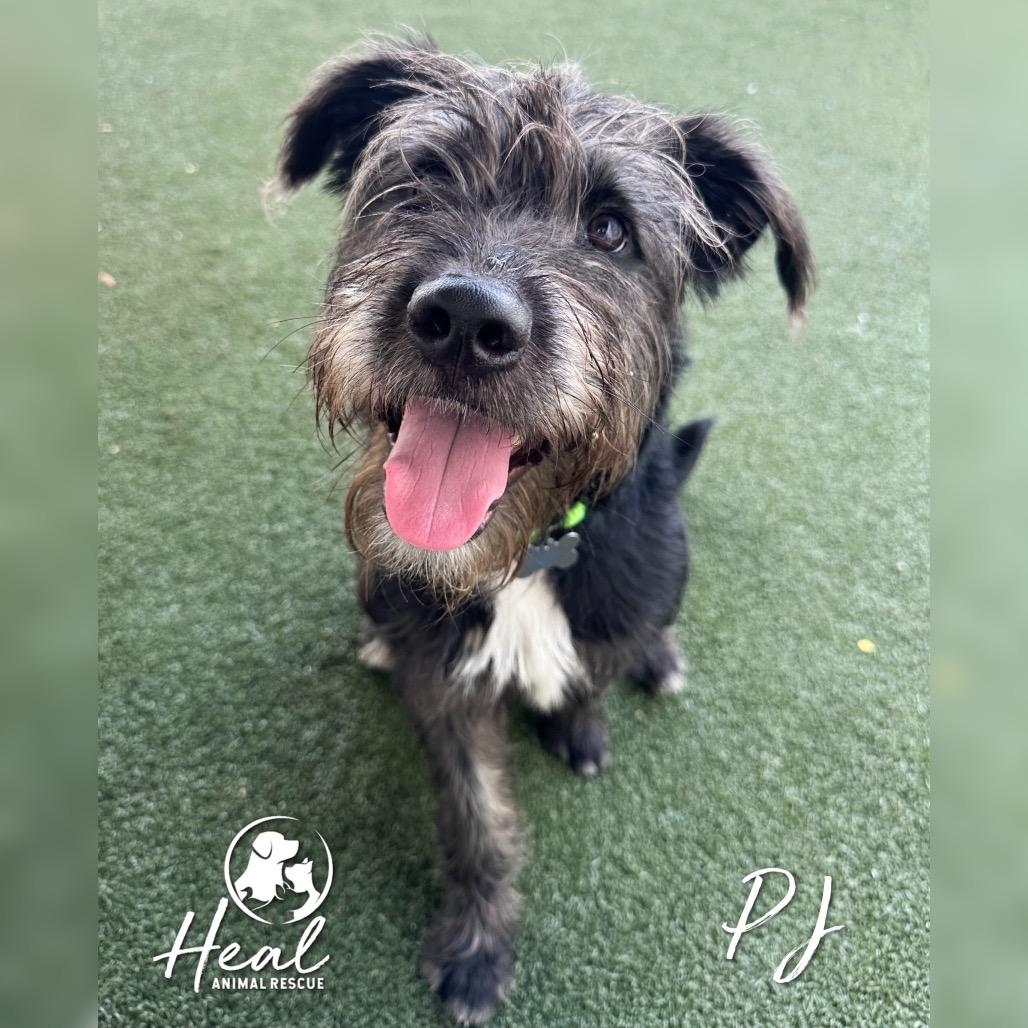 PJ, a Adoptable German Wirehaired Pointer in Youngwood, PA image 4/4