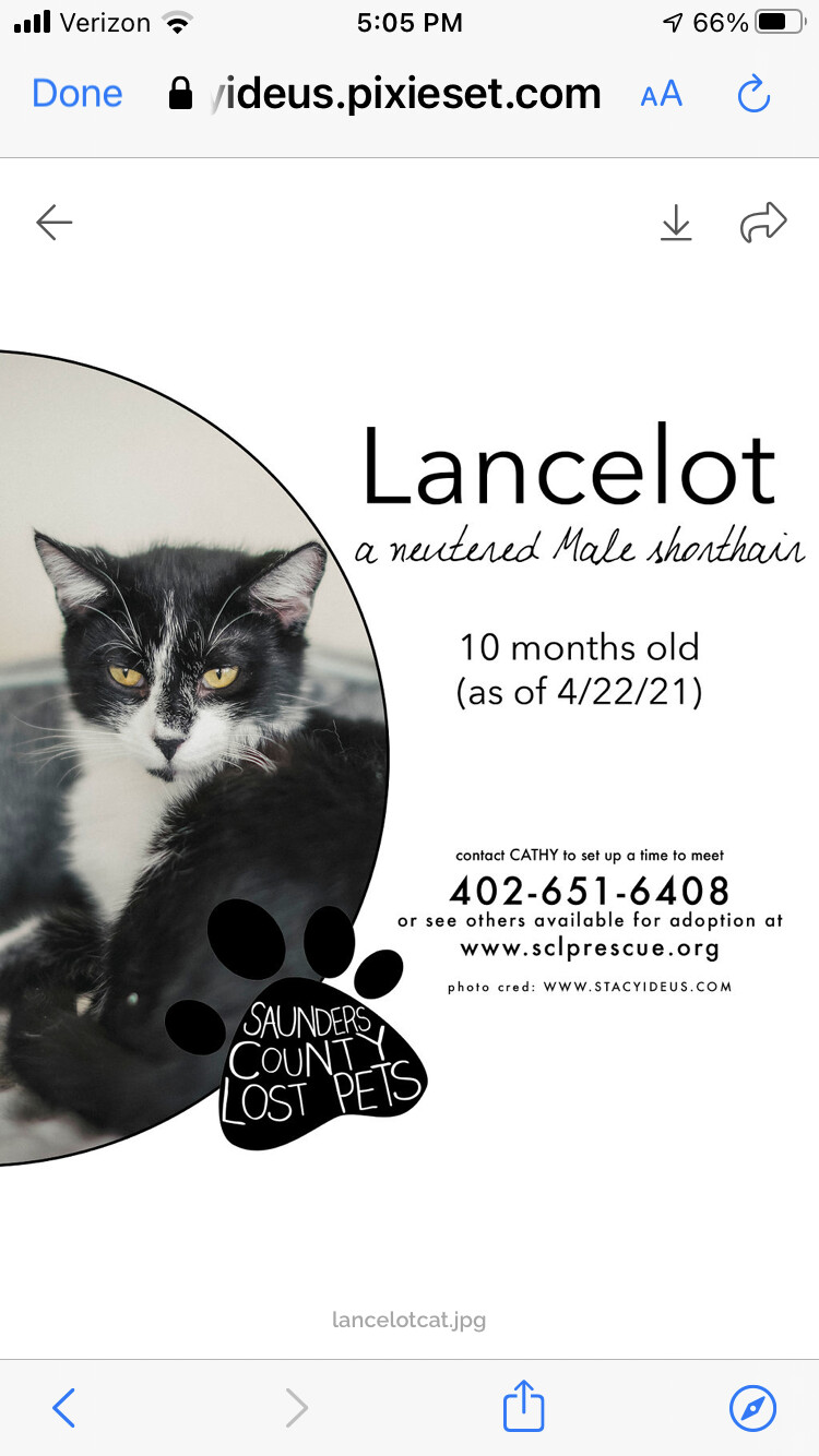 Enlarge Lancelot, a Adoptable mixed breed in Wahoo, NE image 1/1