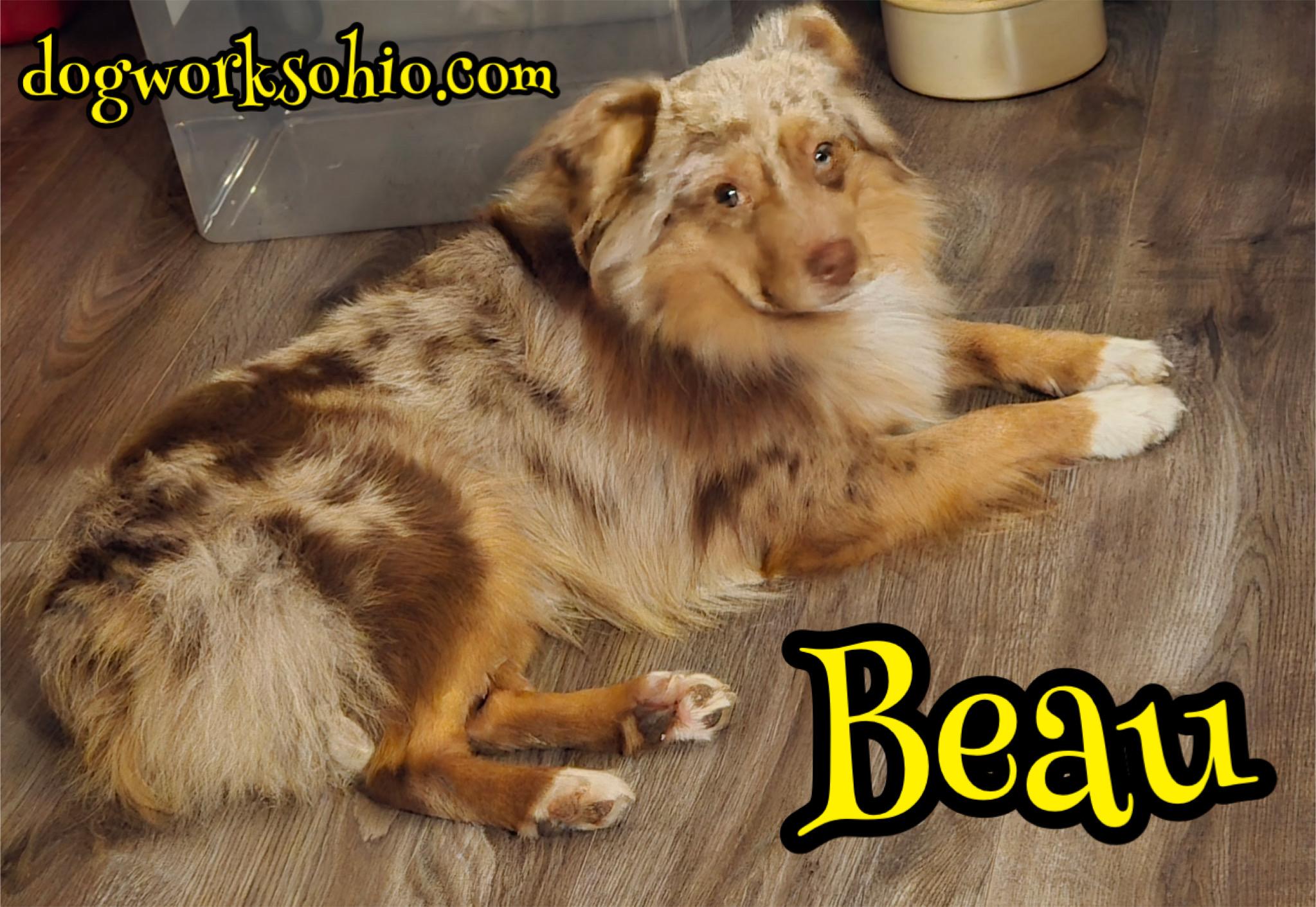 Enlarge Beau, a Adoptable mixed breed in Toledo, OH image 1/1