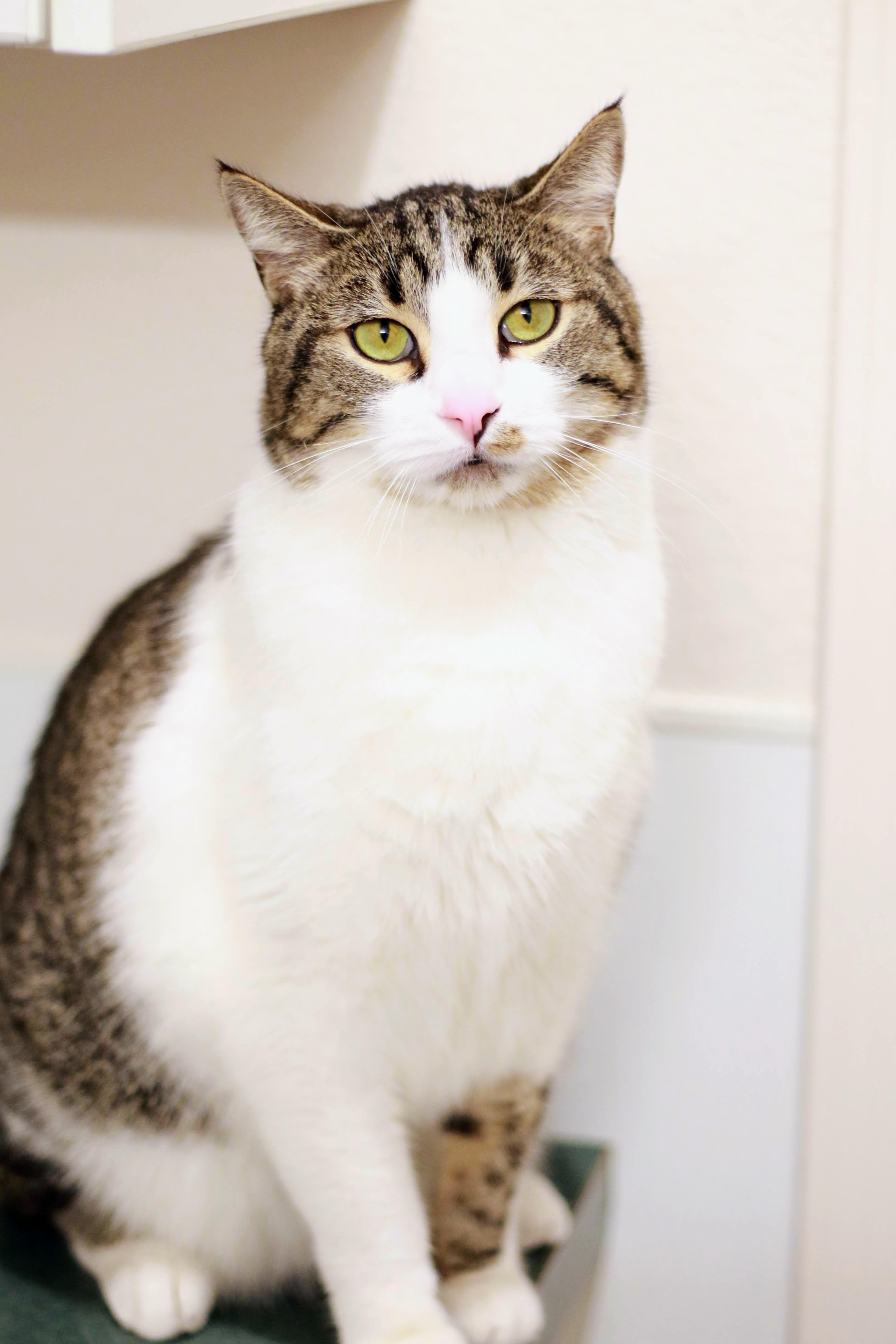 Paul Bunyan, a Adoptable Domestic Short Hair in Boise, ID image 2/3