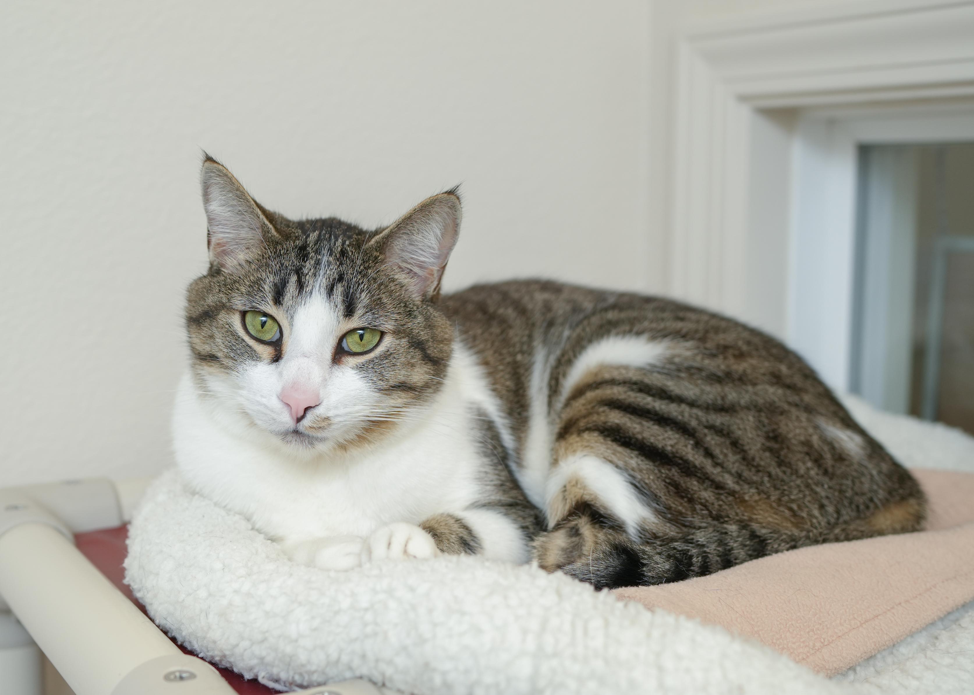Enlarge Paul Bunyan, a Adoptable Domestic Short Hair in Boise, ID image 1/5