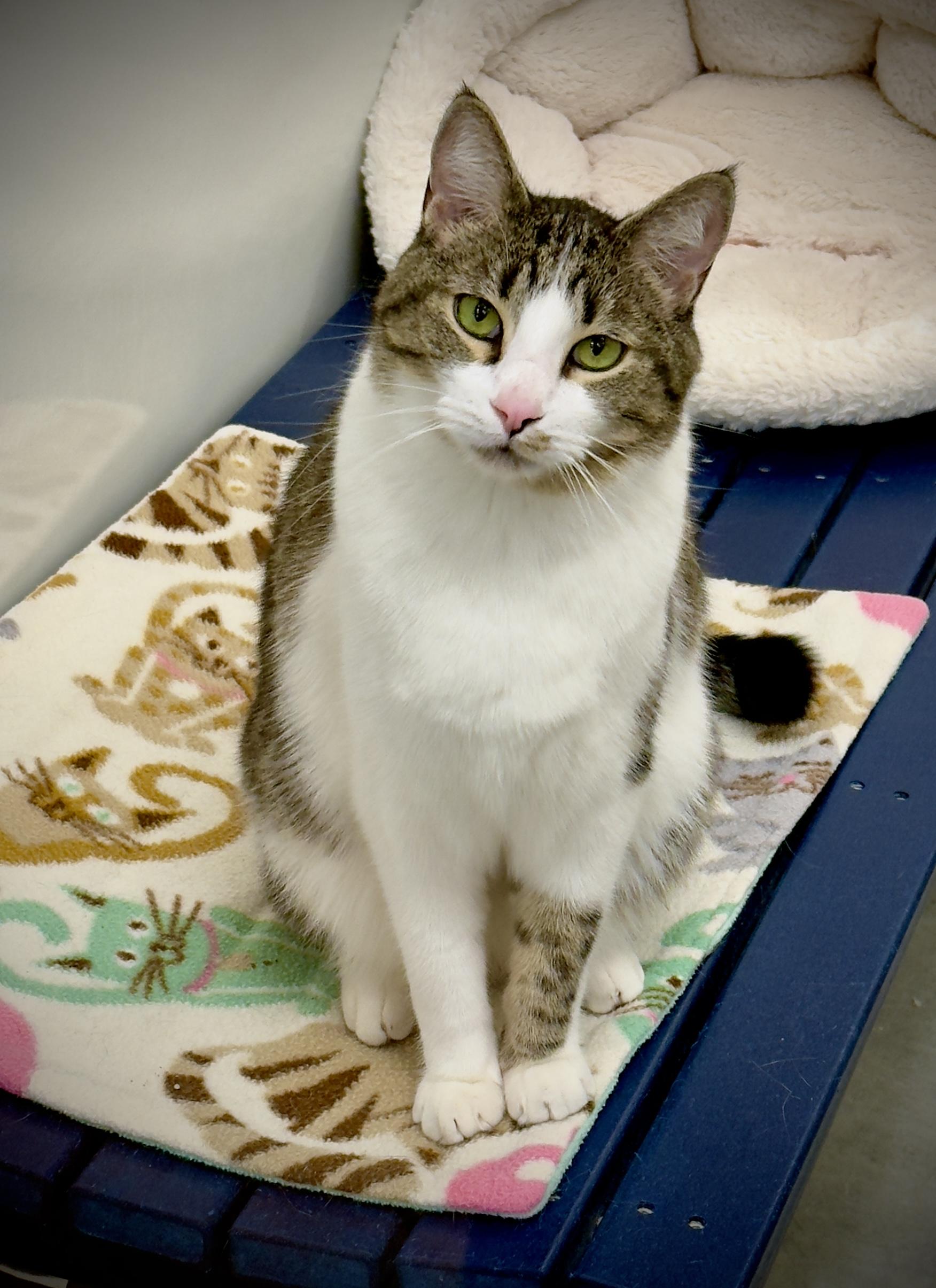 Enlarge Paul Bunyan, a Adoptable Domestic Short Hair in Boise, ID image 5/5