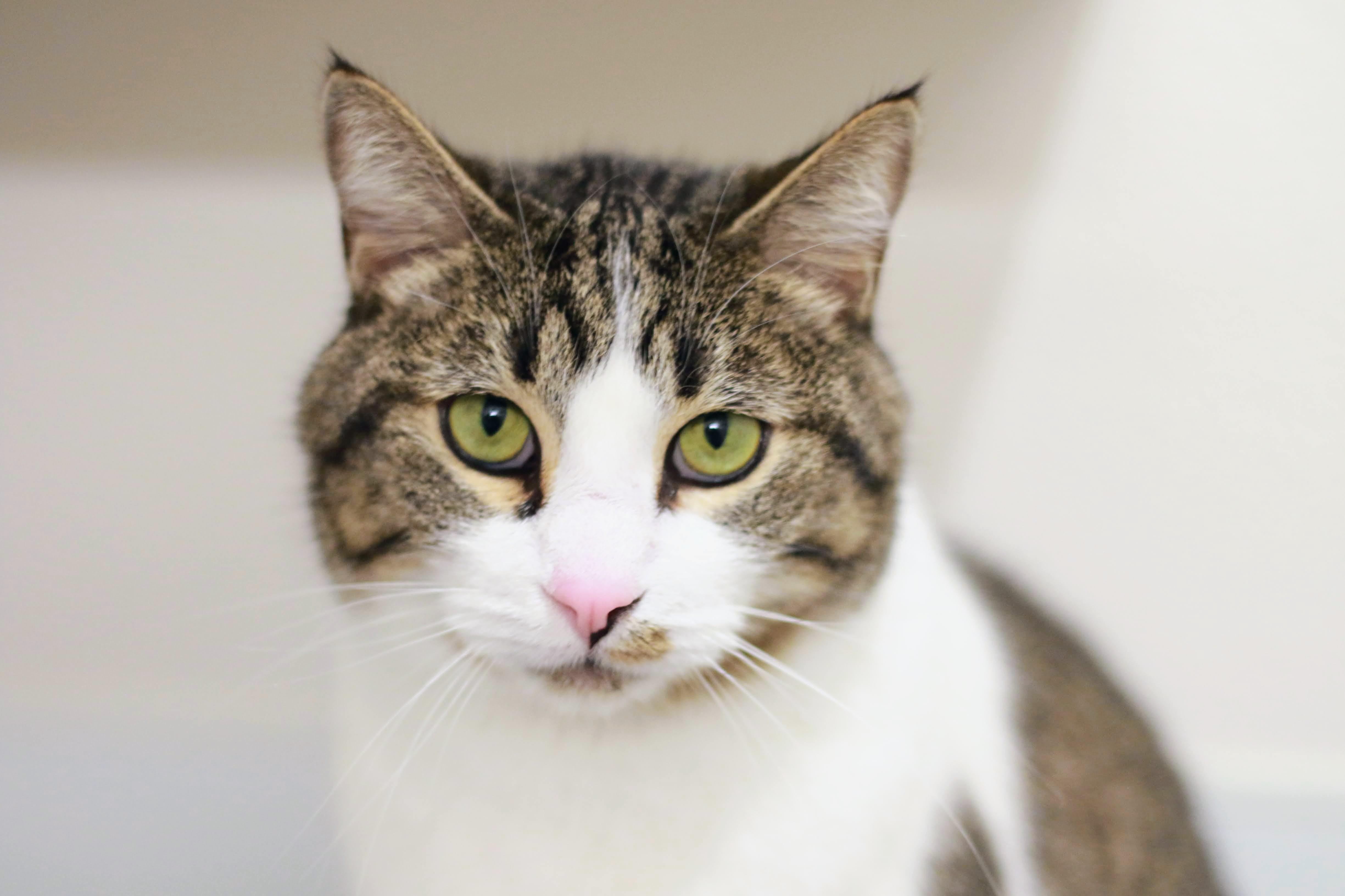Paul Bunyan, an adoptable Domestic Short Hair in Boise, ID, 83709 | Photo Image 1