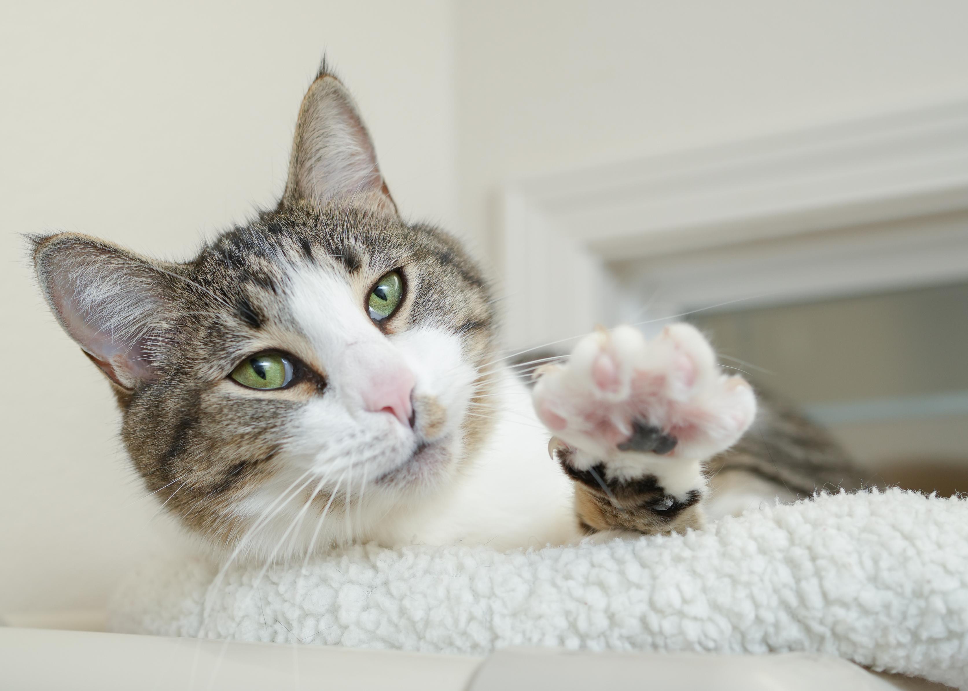 Enlarge Paul Bunyan, a Adoptable Domestic Short Hair in Boise, ID image 2/5