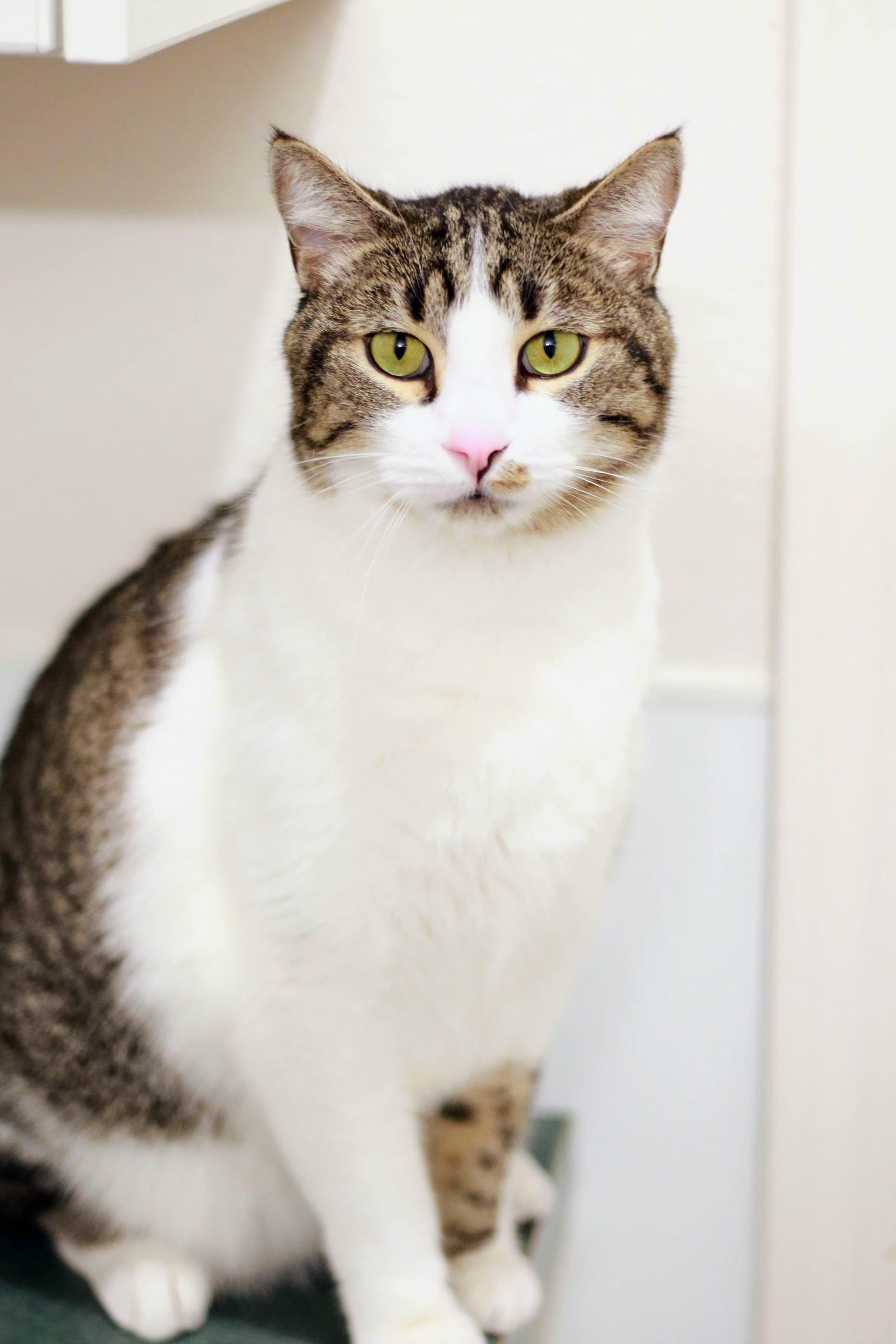Paul Bunyan, an adoptable Domestic Short Hair in Boise, ID, 83709 | Photo Image 3