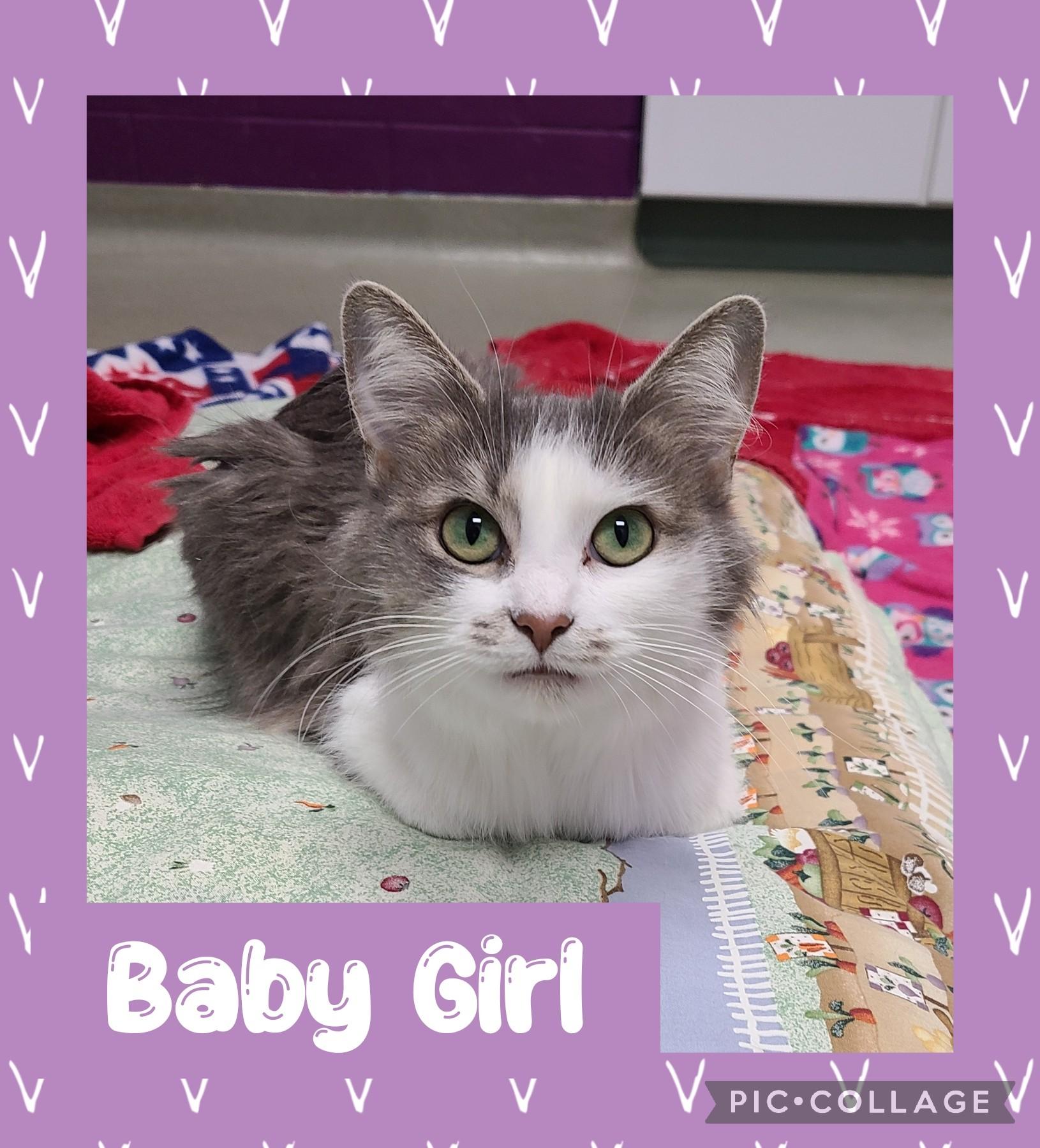Baby Girl, Adult Female Domestic Short Hair