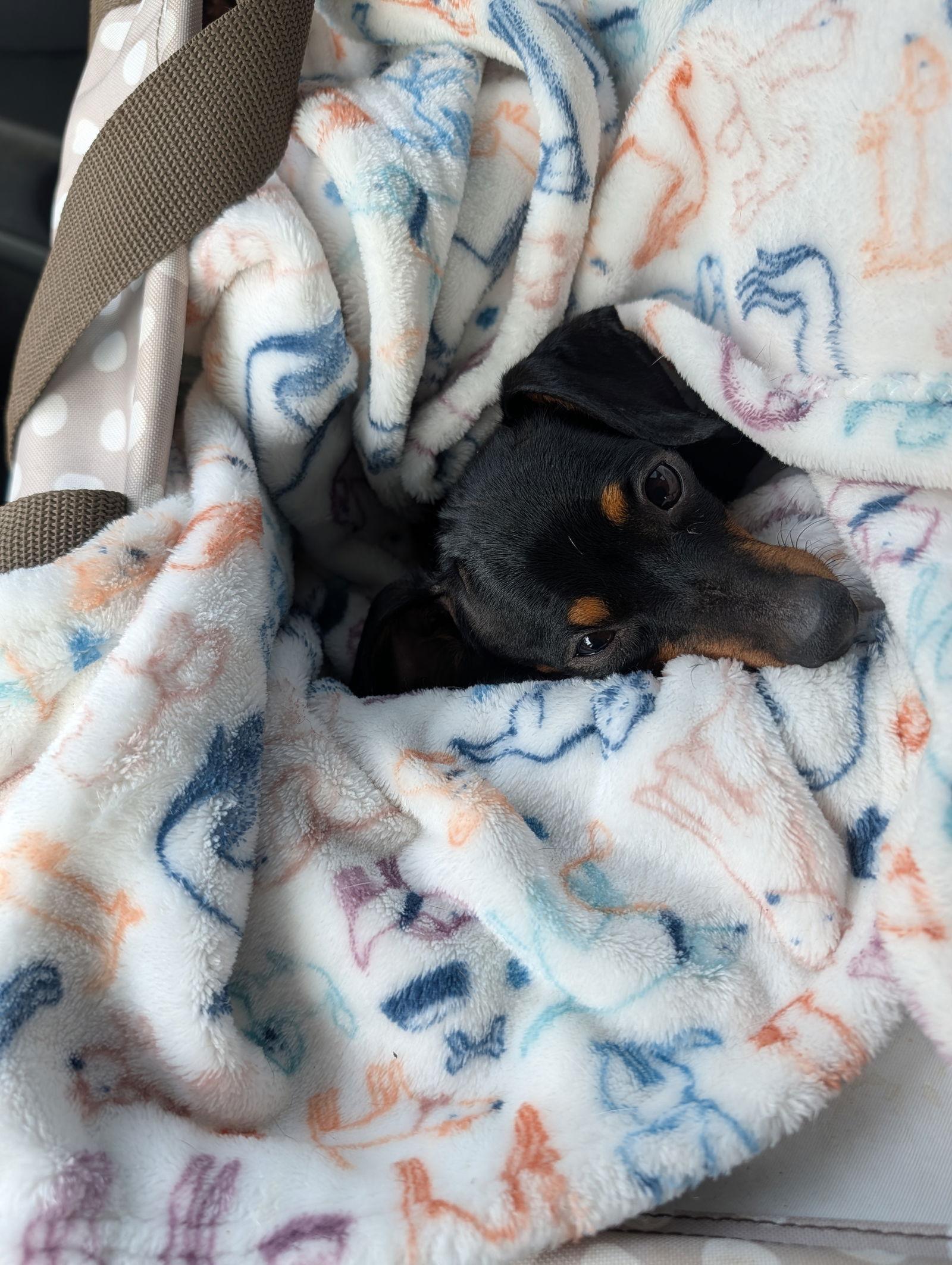 Cuddle Bug, Adoptable, Young Female Dachshund.