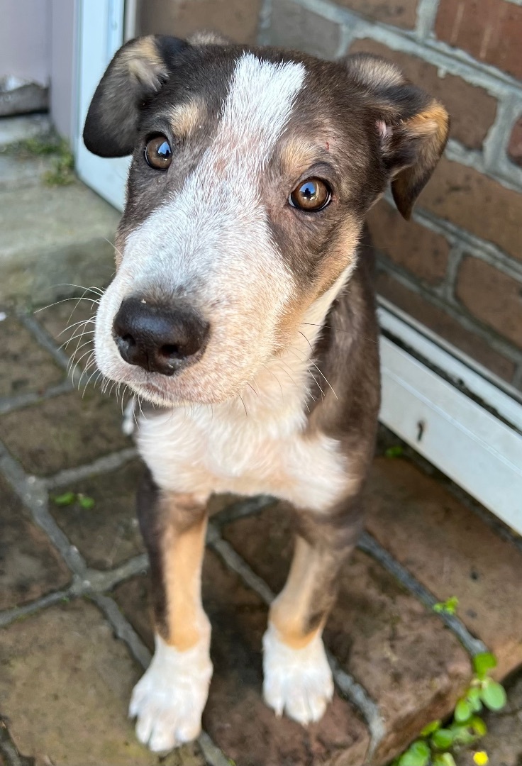 Finnegan photo 2