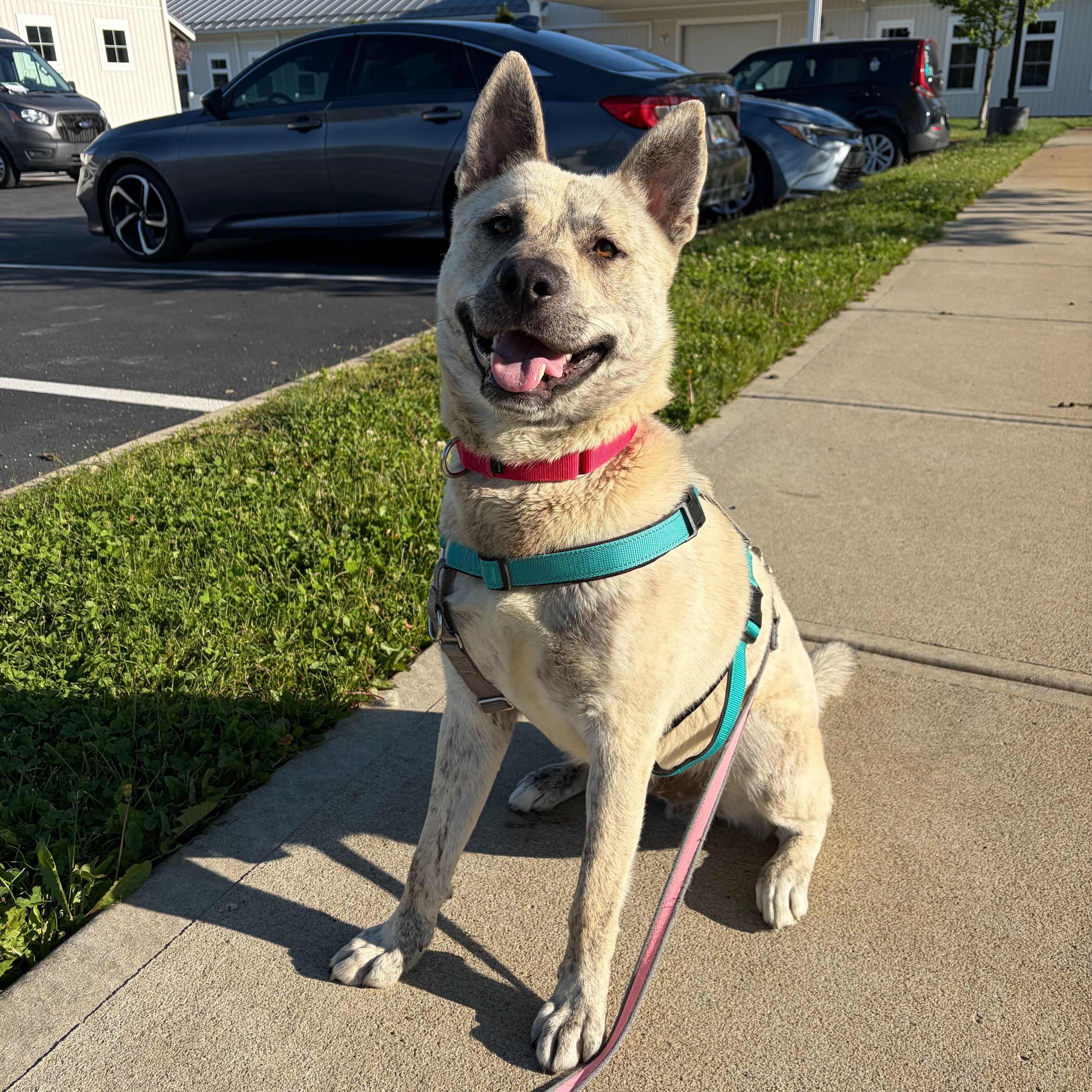 Enlarge John B, a Adoptable Mixed Breed in Canal Winchester, OH image 4/6