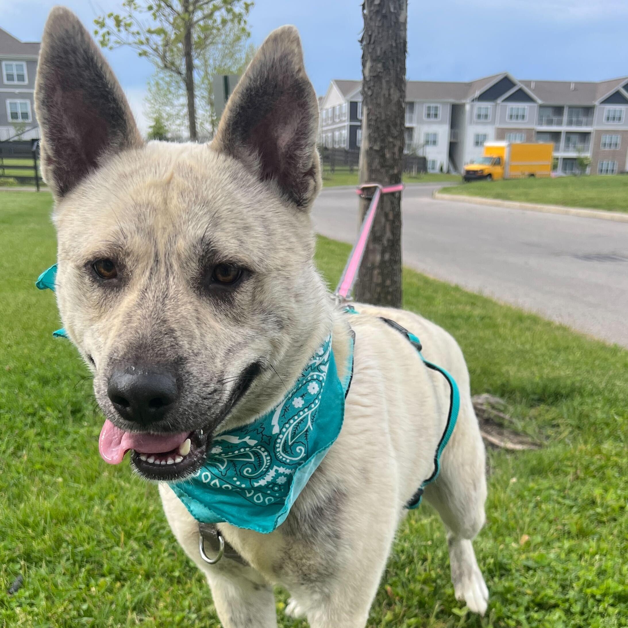Enlarge John B, a Adoptable Mixed Breed in Canal Winchester, OH image 4/5