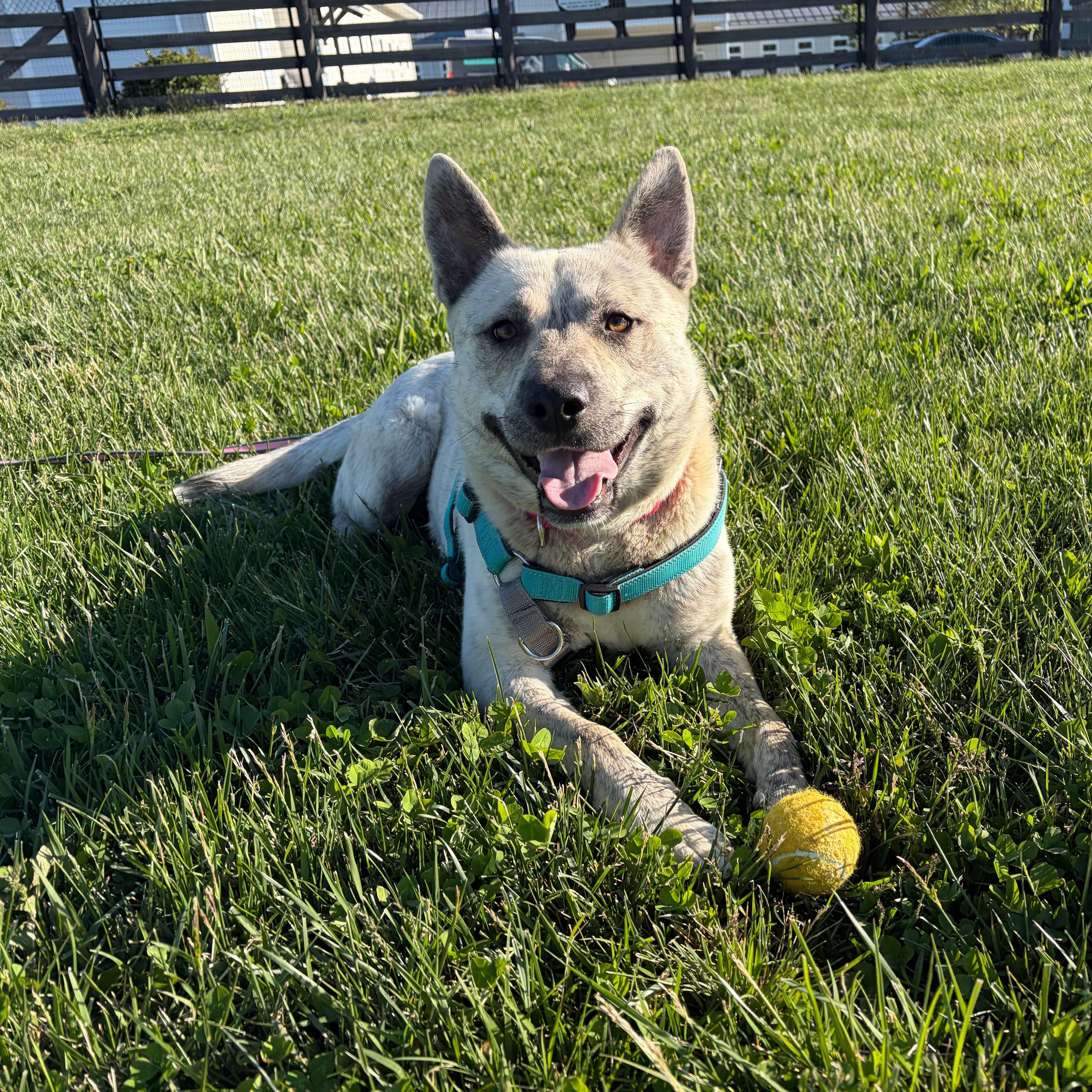 Enlarge John B, a Adoptable Mixed Breed in Canal Winchester, OH image 5/6